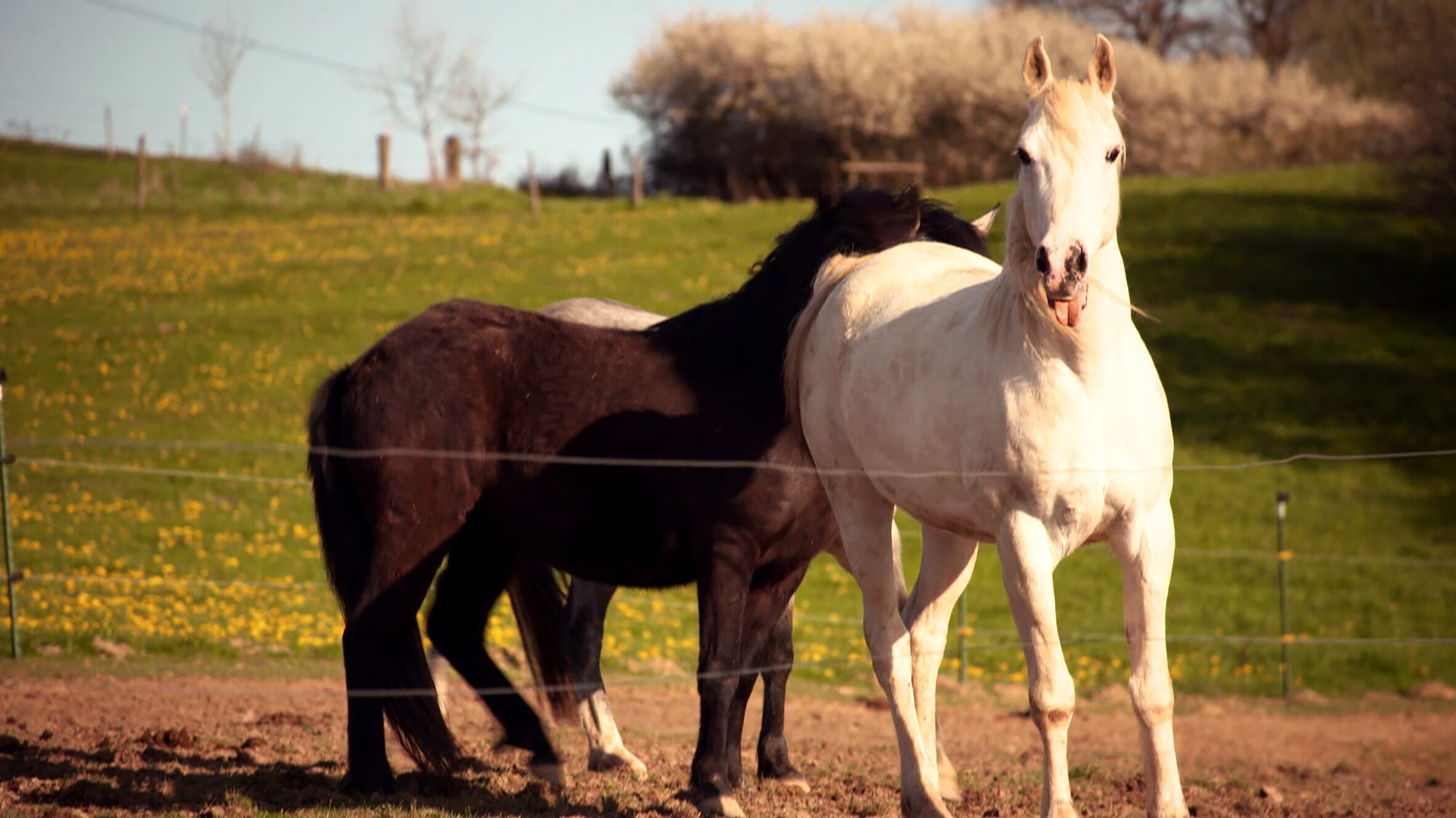 HipHorses – Du und Dein Pferd