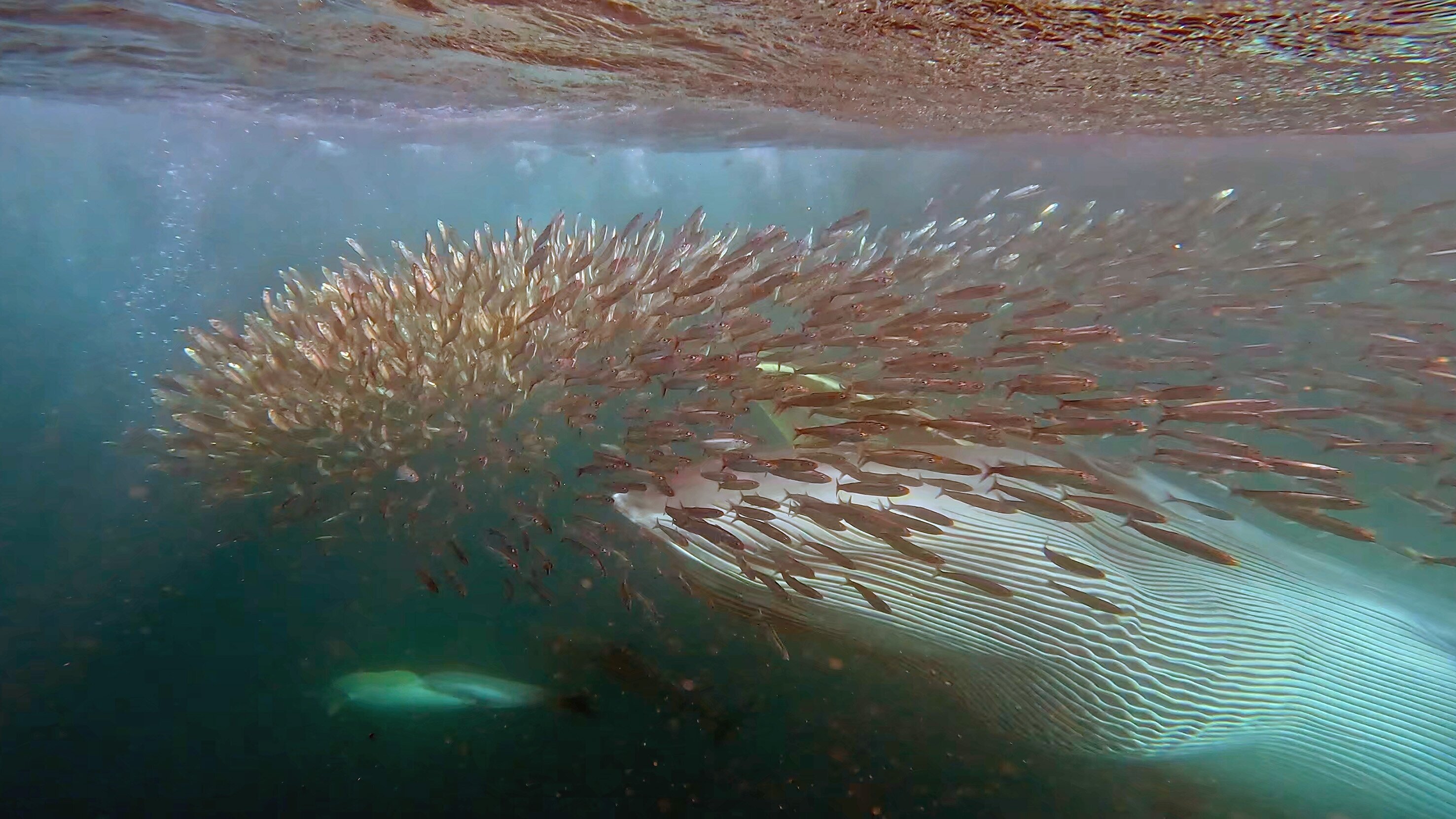 Sardine Run – Naturspektakel vor Südafrika