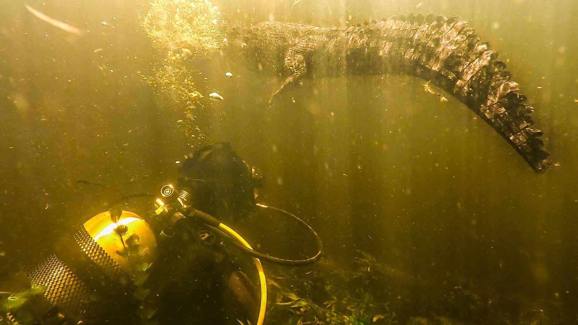 Giganten unter Wasser – Riesenfischen auf der Spur