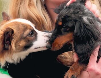 Dog House : un chien pour la vie