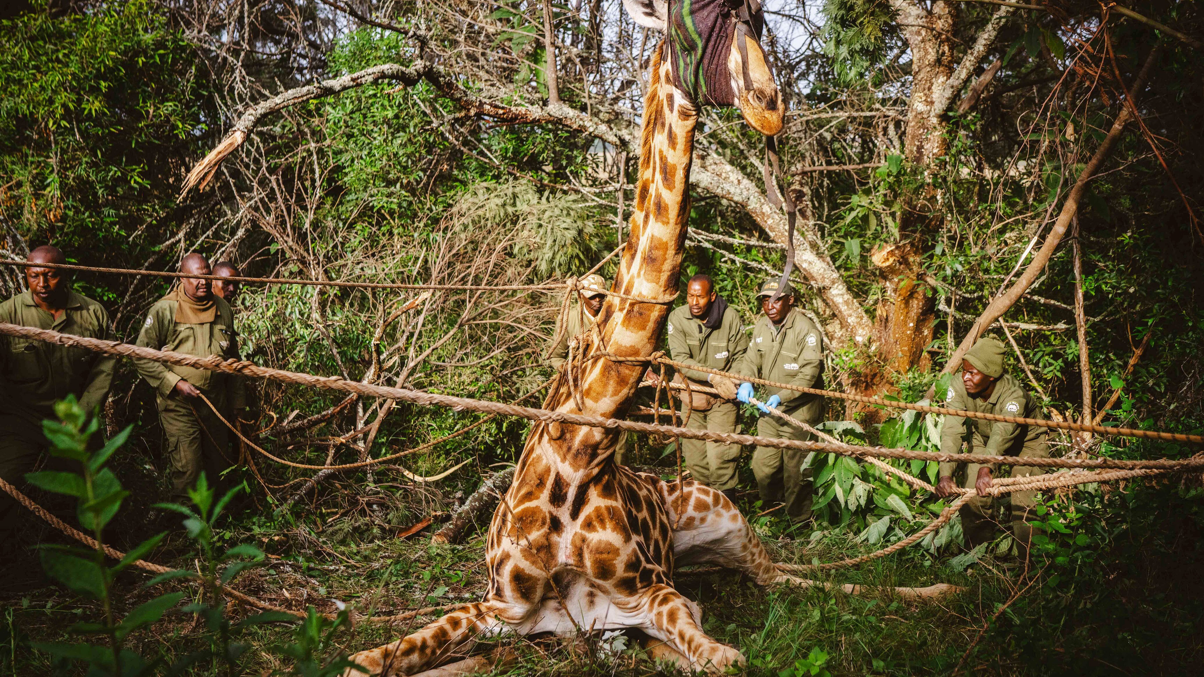 Giraffen auf Achse