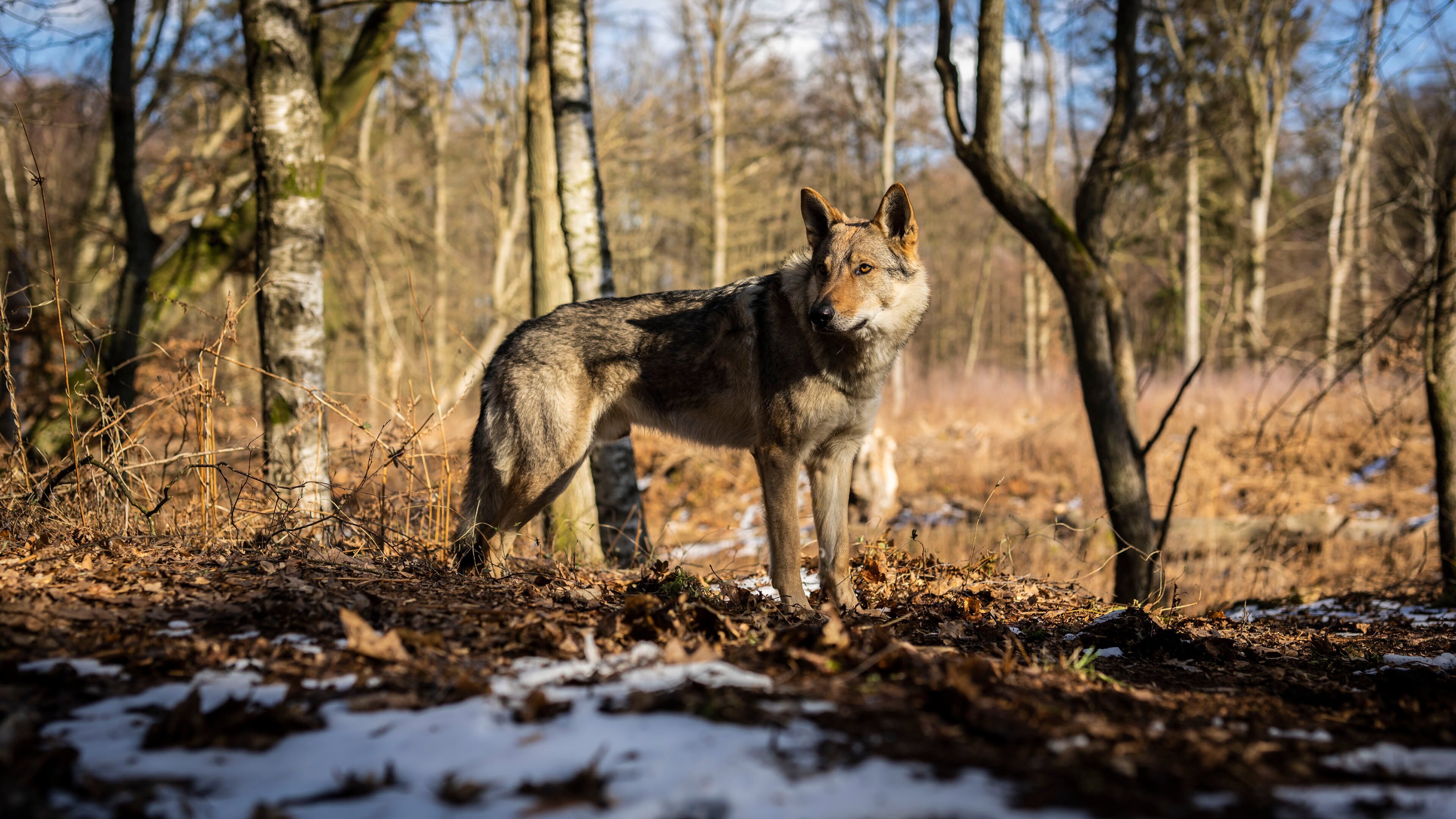 Der Wächter des Zauberwaldes
