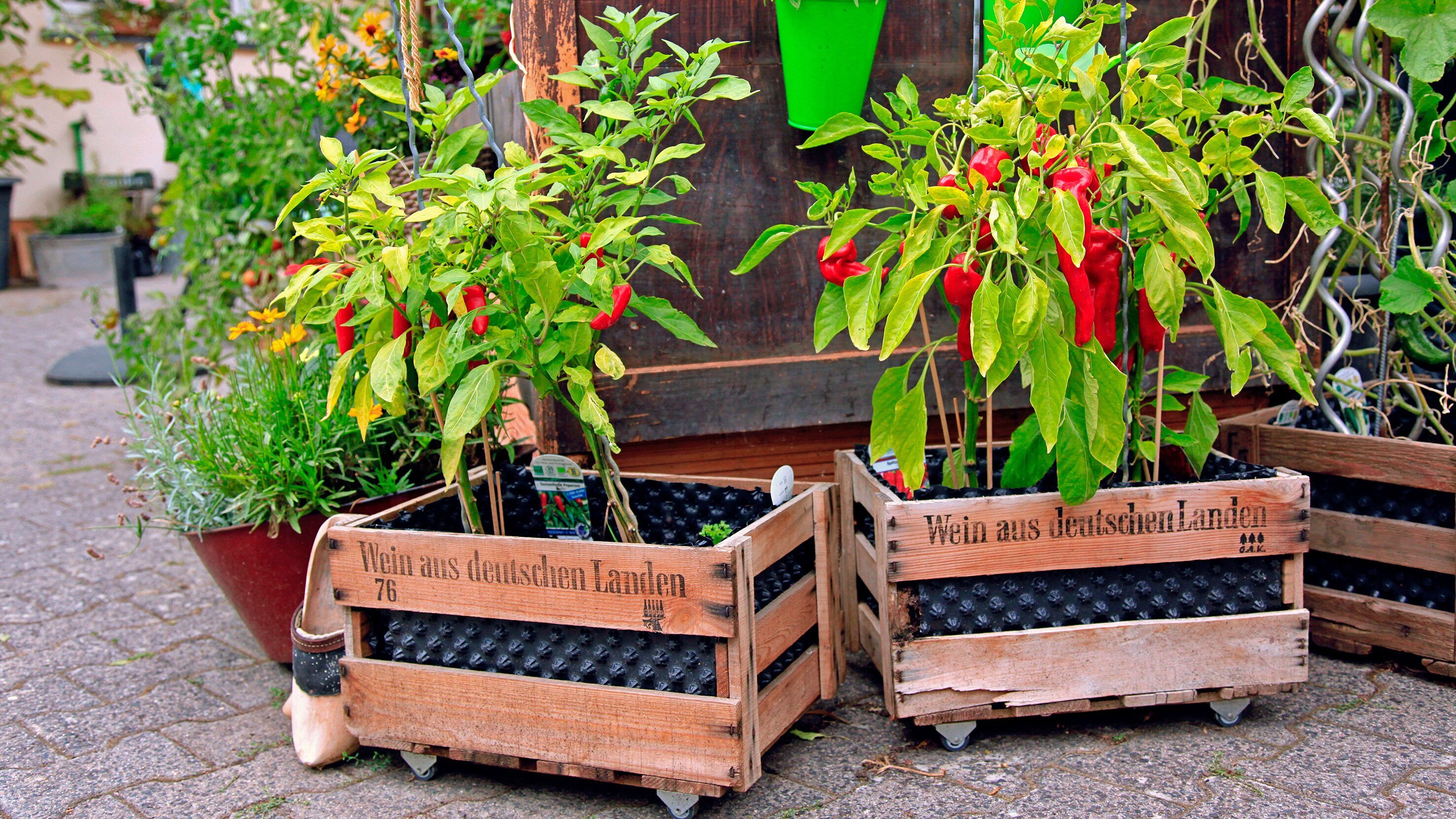Mein leckerer Garten