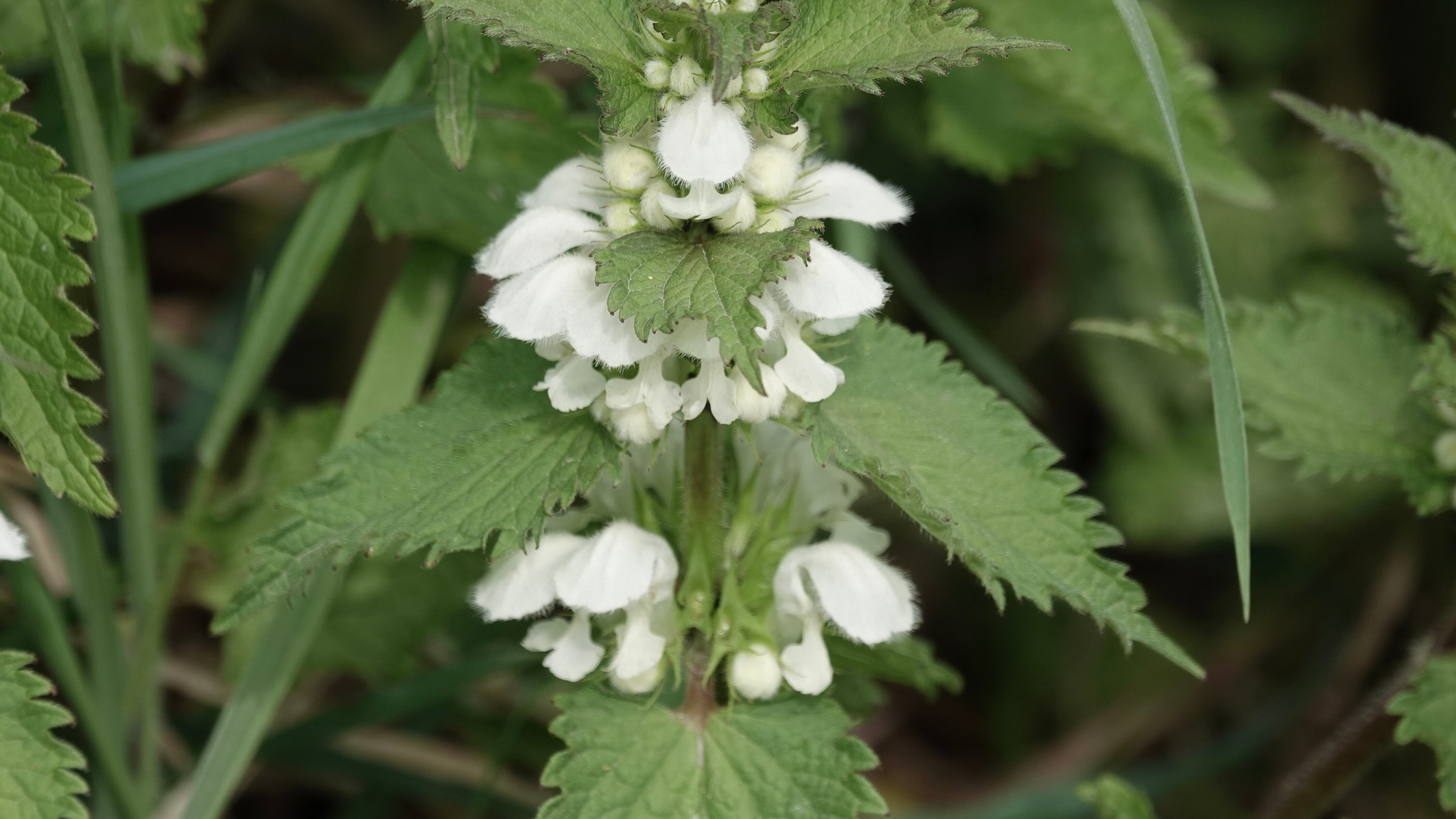 Schnittgut. Alles aus dem Garten