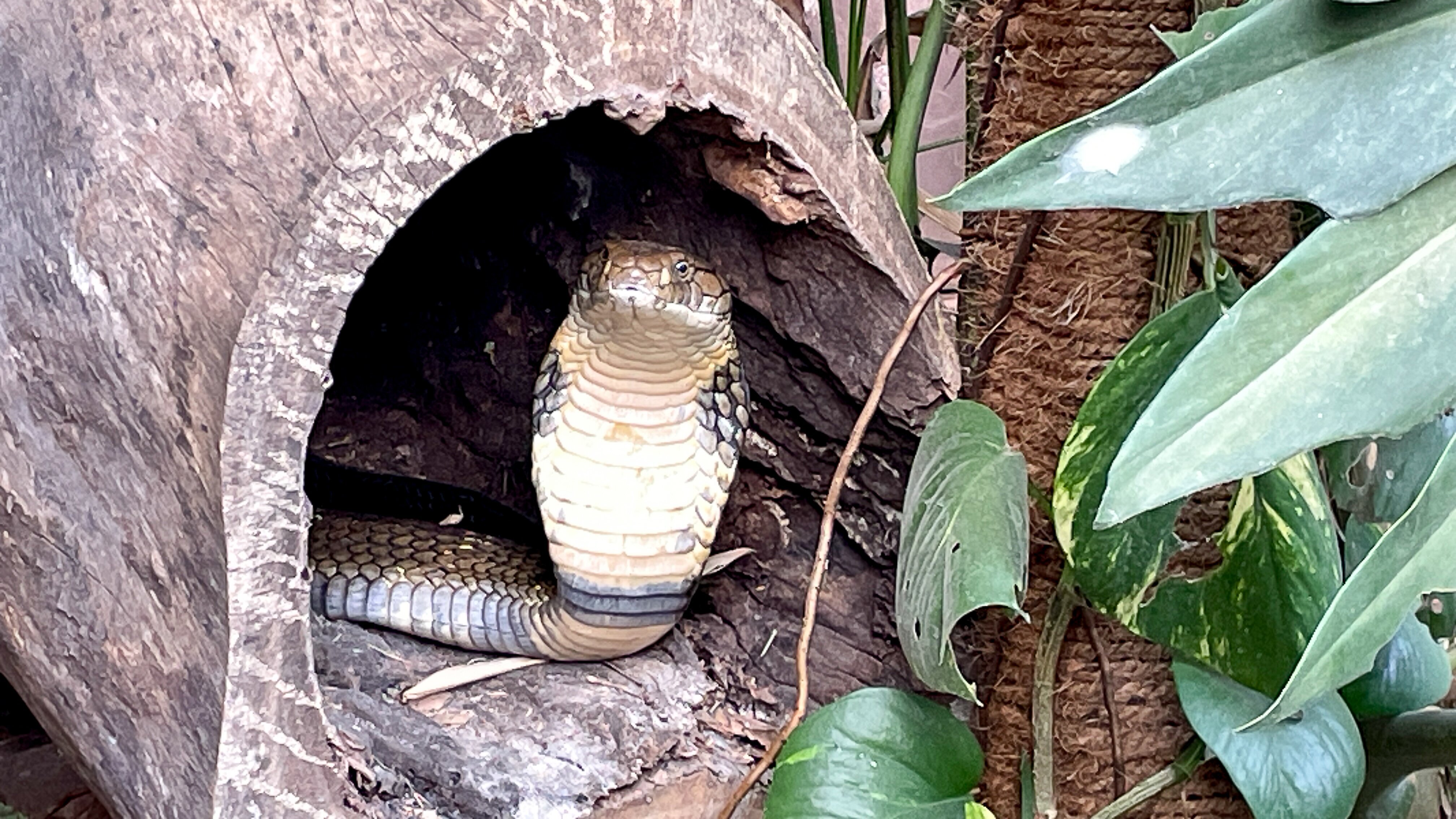 Nina und die wilden Tiere