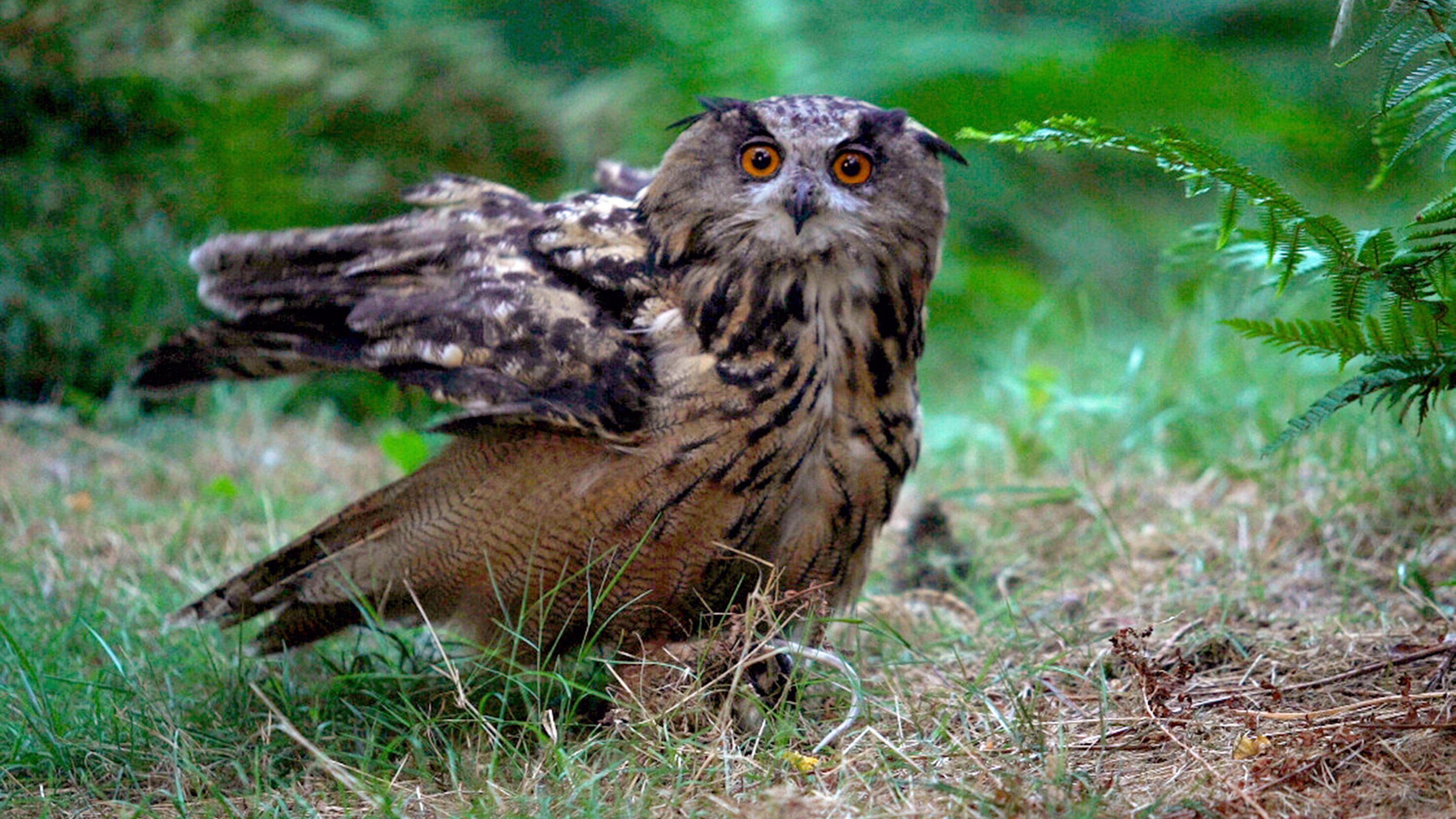 Wilde Nächte – wenn die Tiere erwachen