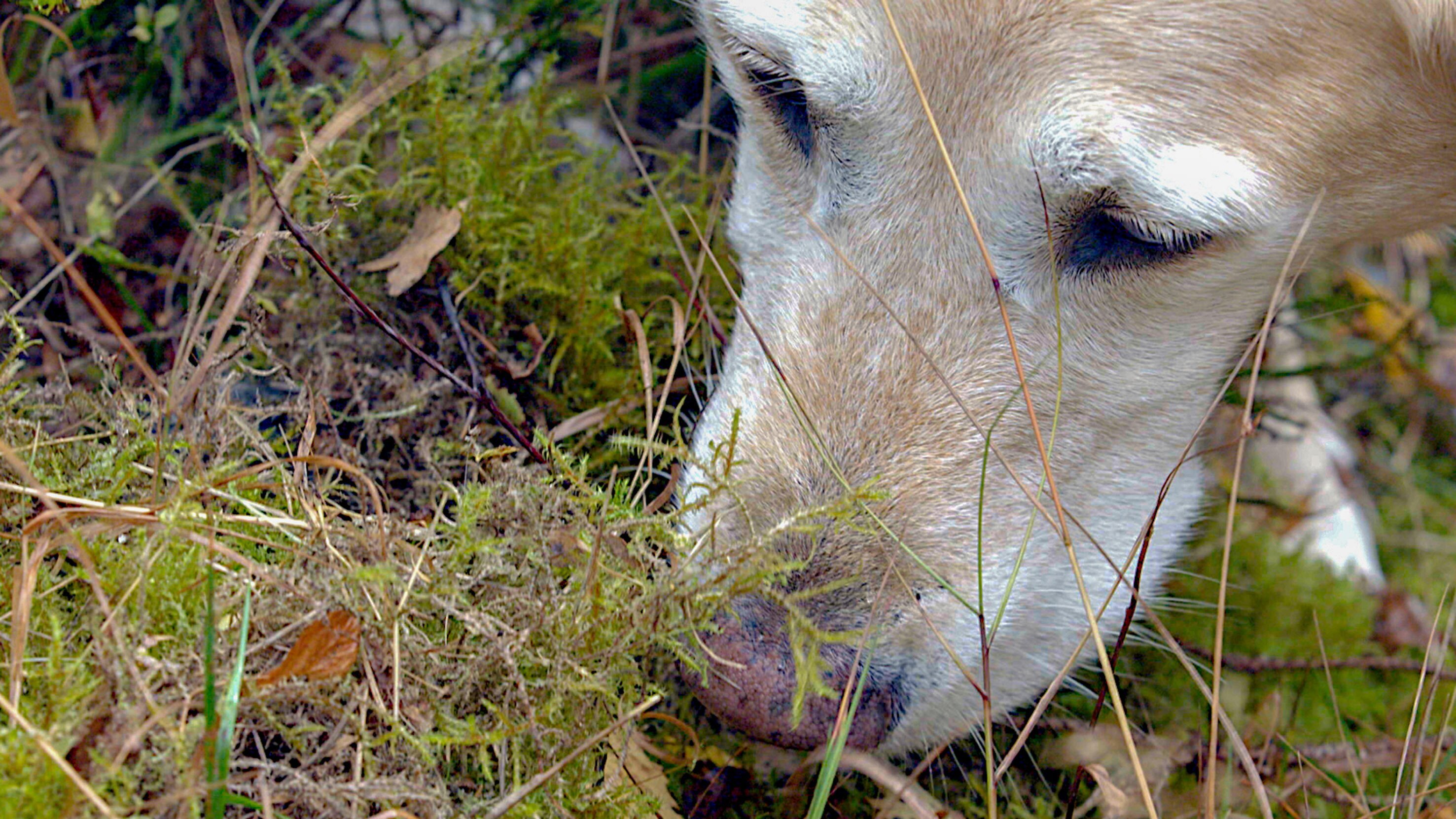 Dem Wolf auf der Spur – Schnüffeln für den Artenschutz