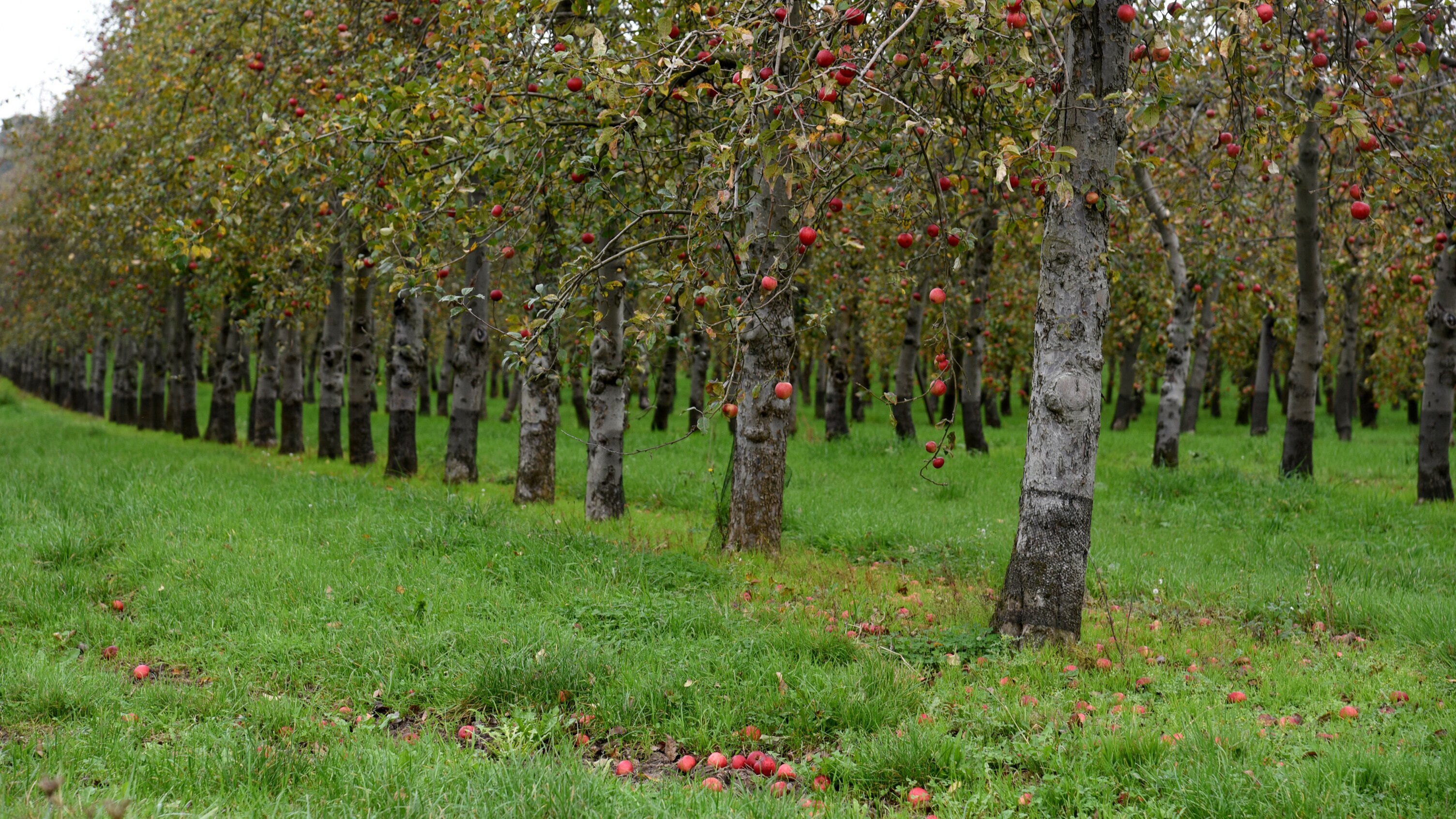Äpfel – Paradiesische Versuchung