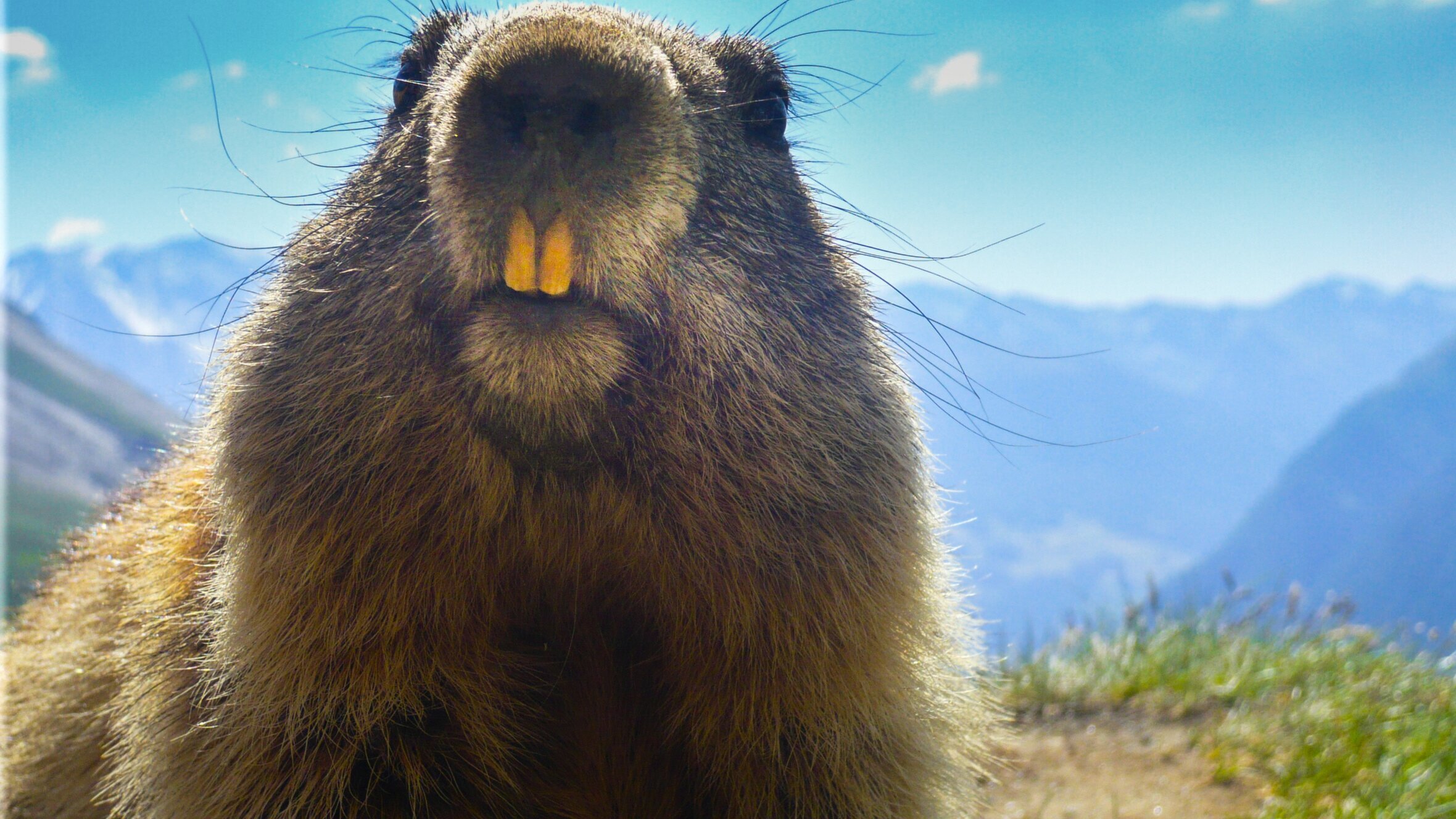 Anna und die wilden Tiere