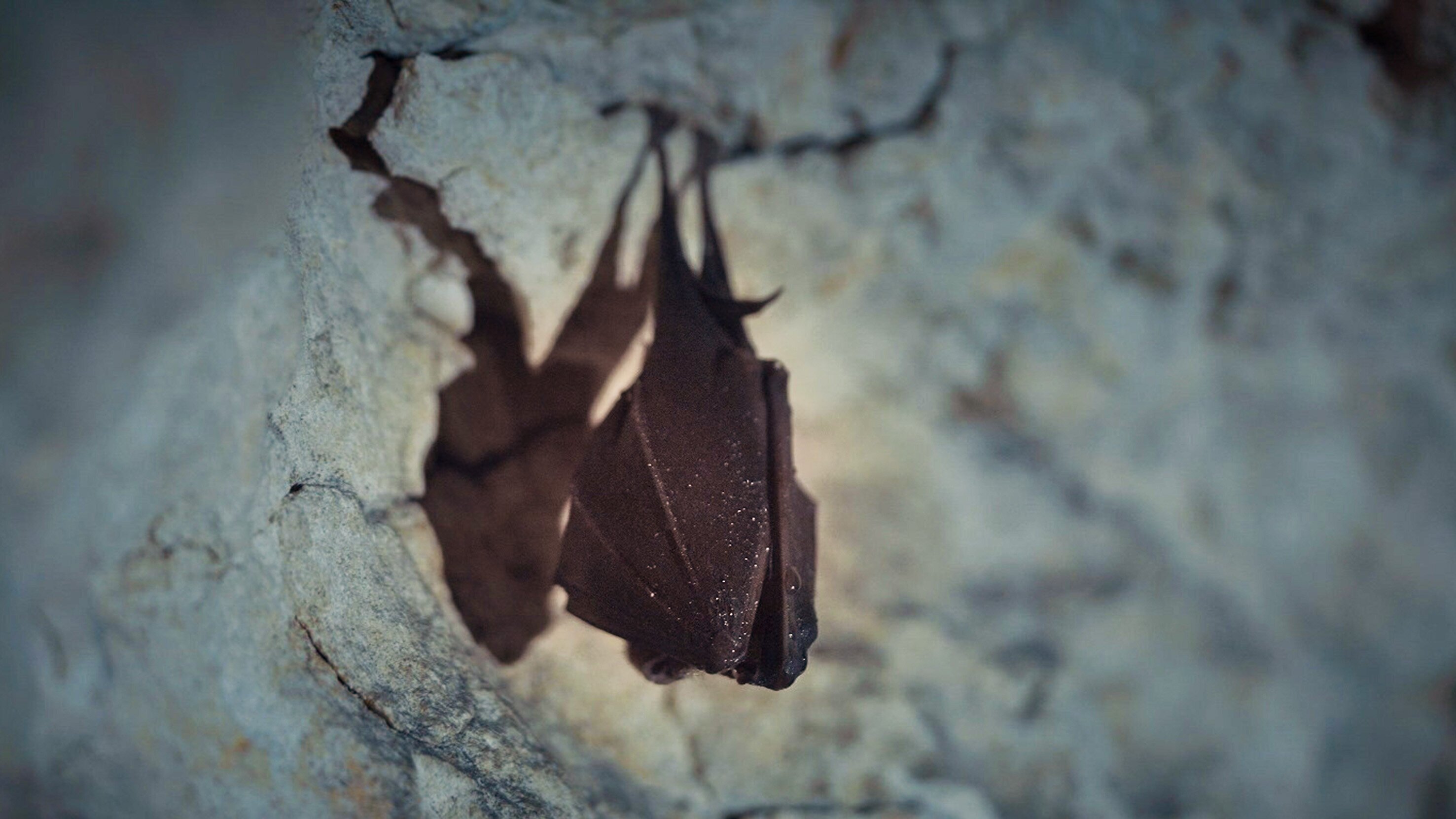 Wilde Welten – Fledermäuse, die Wächterinnen des Waldes