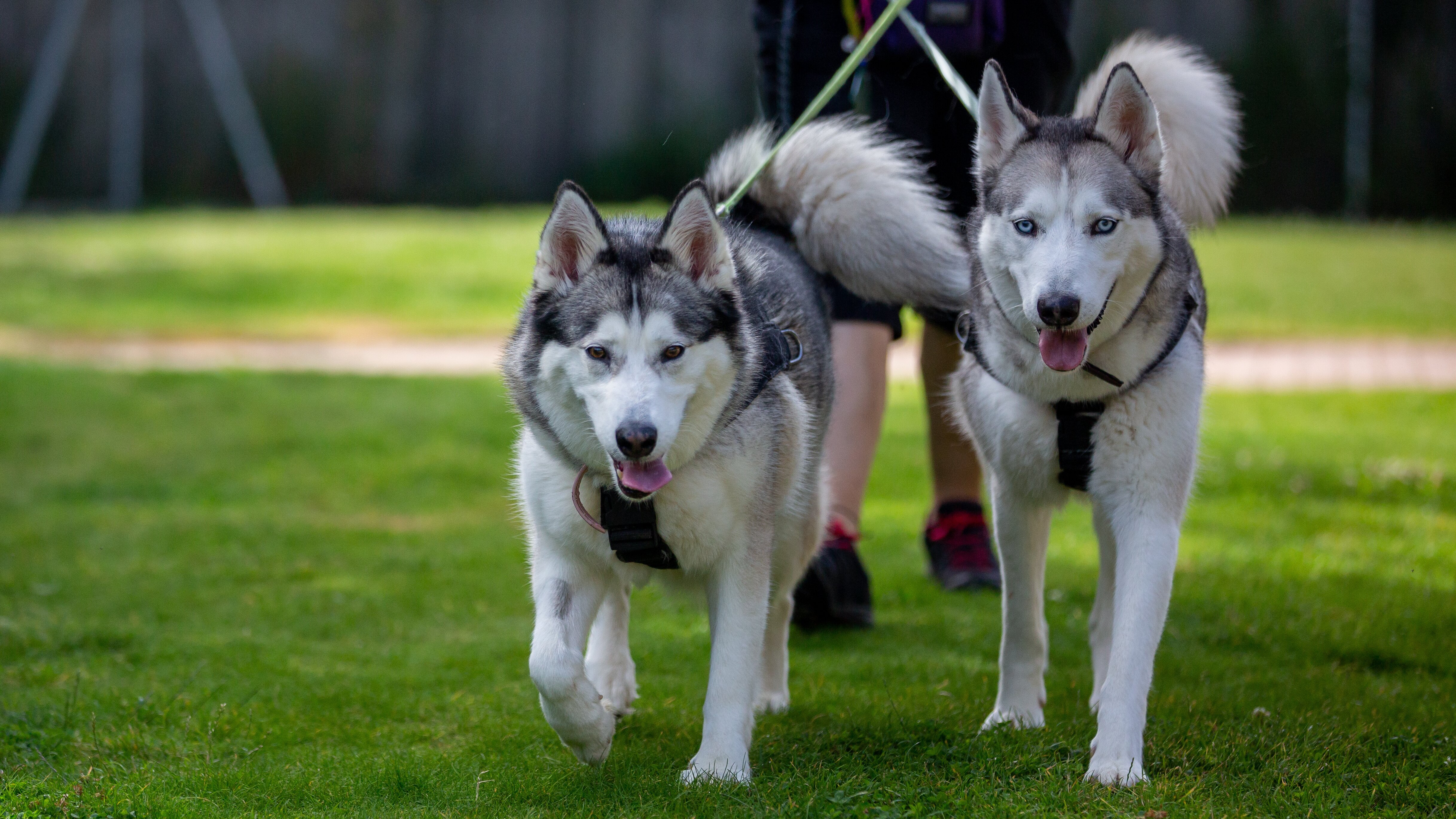 Dog House – Hundevermittlung mit Herz