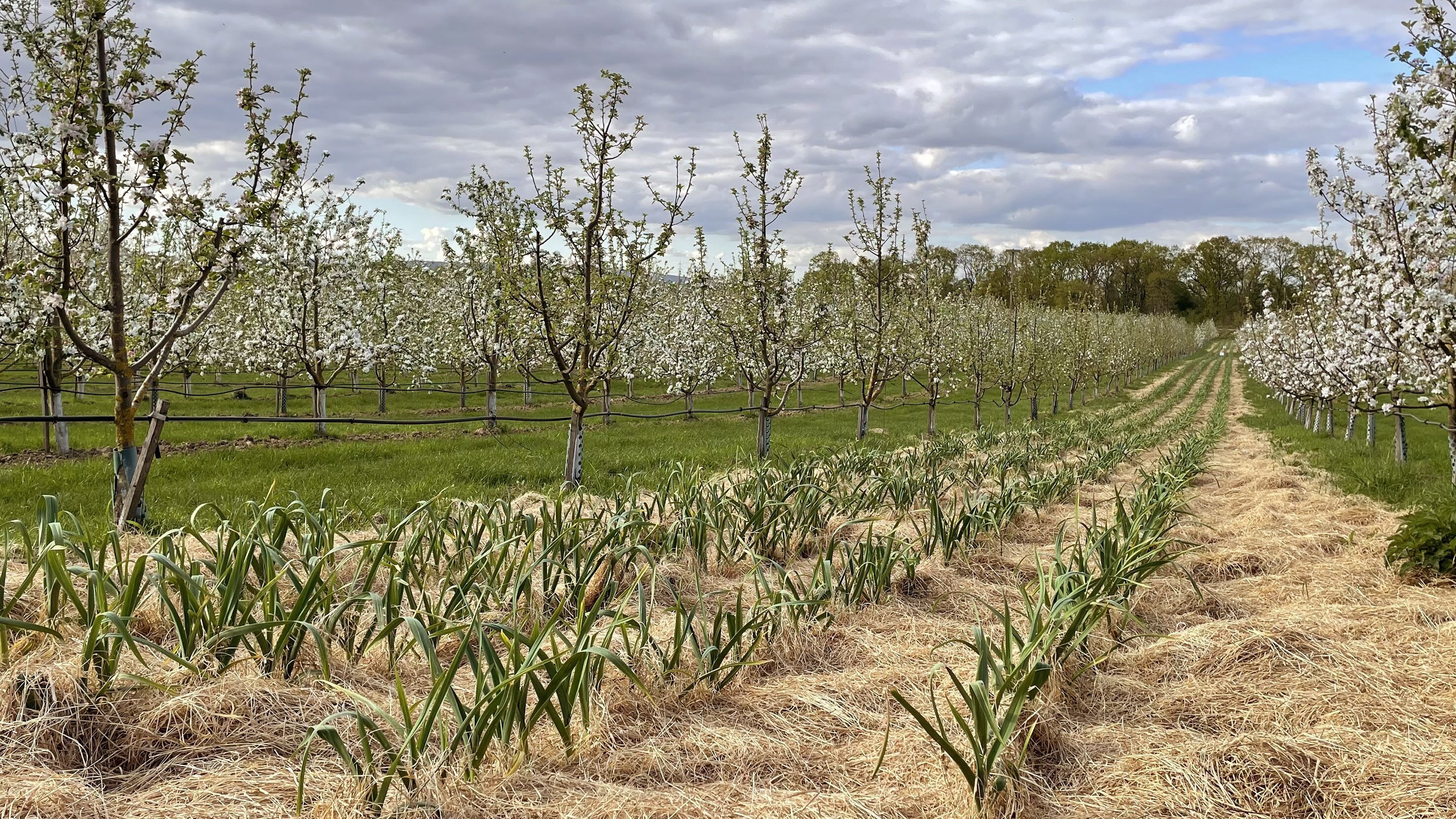 Die Bio-Revolution: Die Karriere der ökologischen Landwirtschaft
