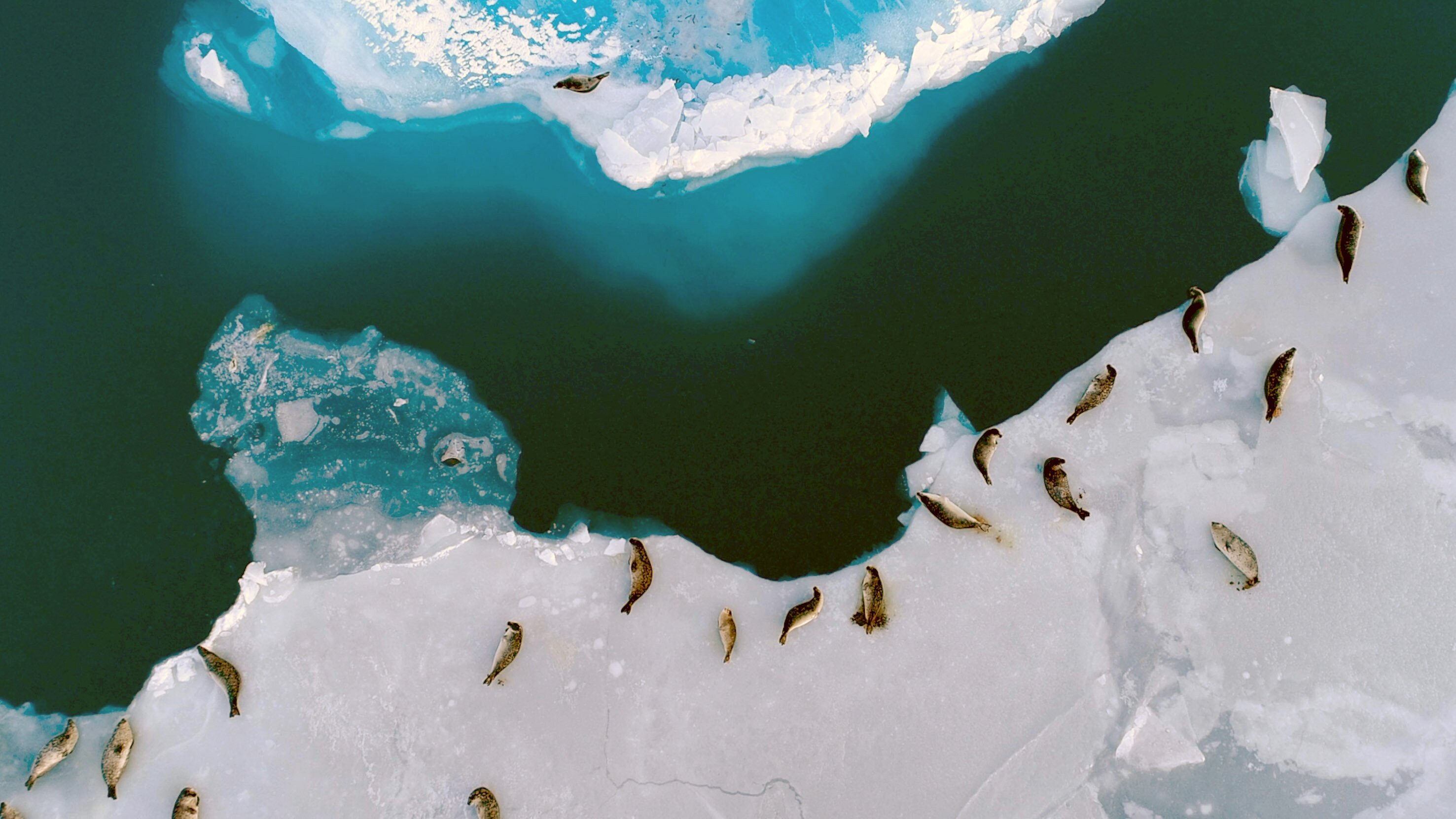 Epidemien in freier Wildbahn