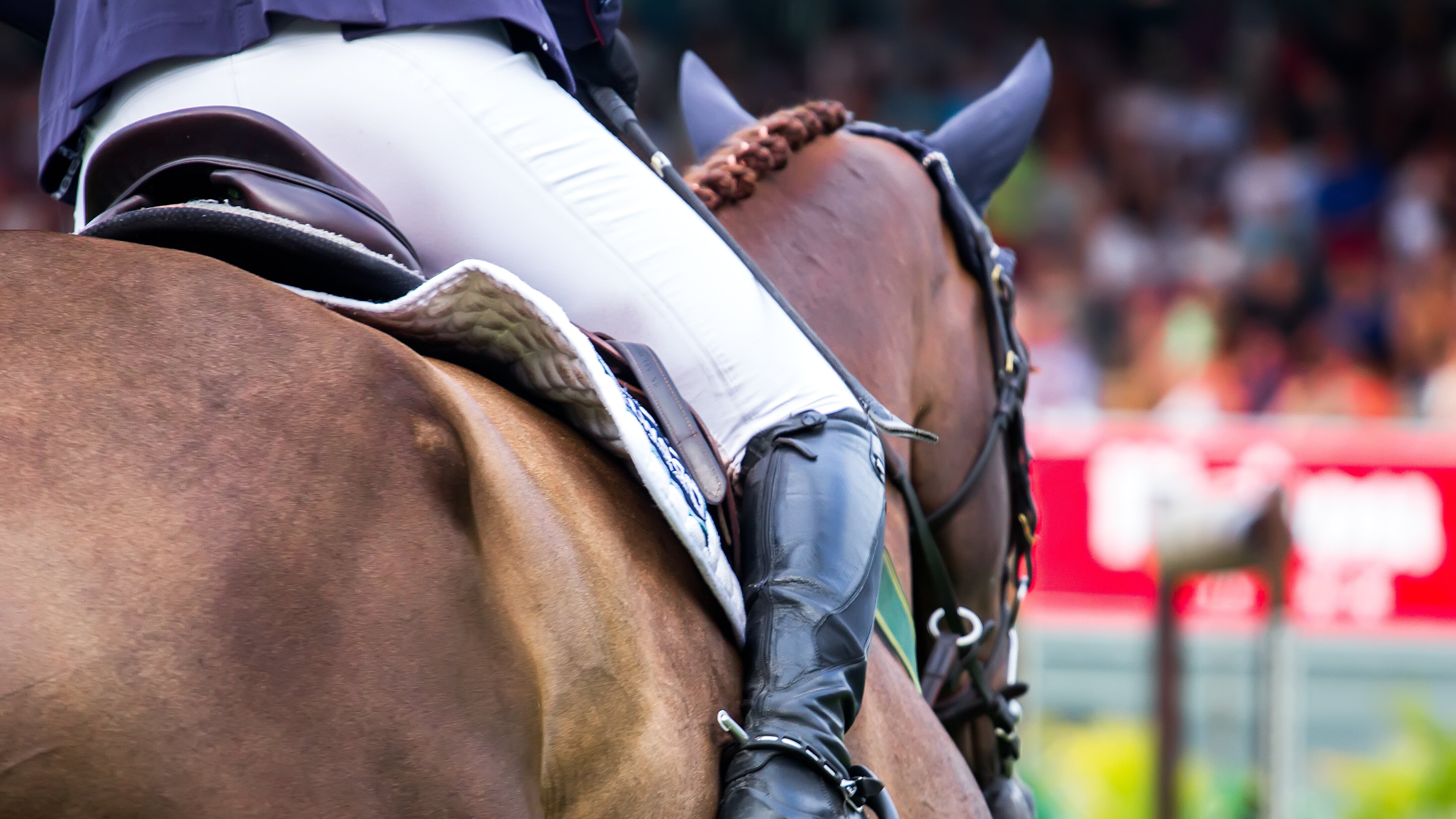 Springreiten – Turnier der Sieger, Championat von Münster