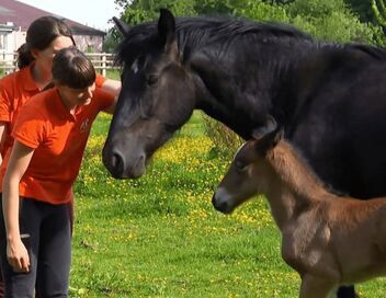 Au galop ! Une saison à cheval