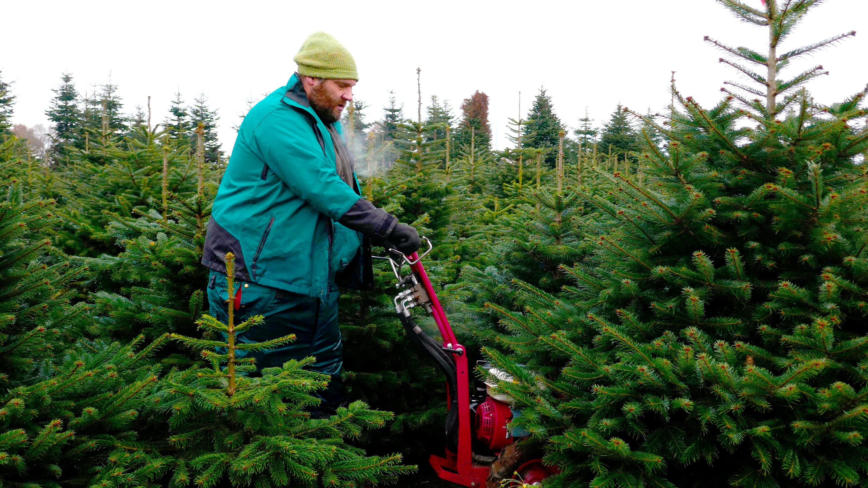 Tannenbäume, Tradition, Teamgeist