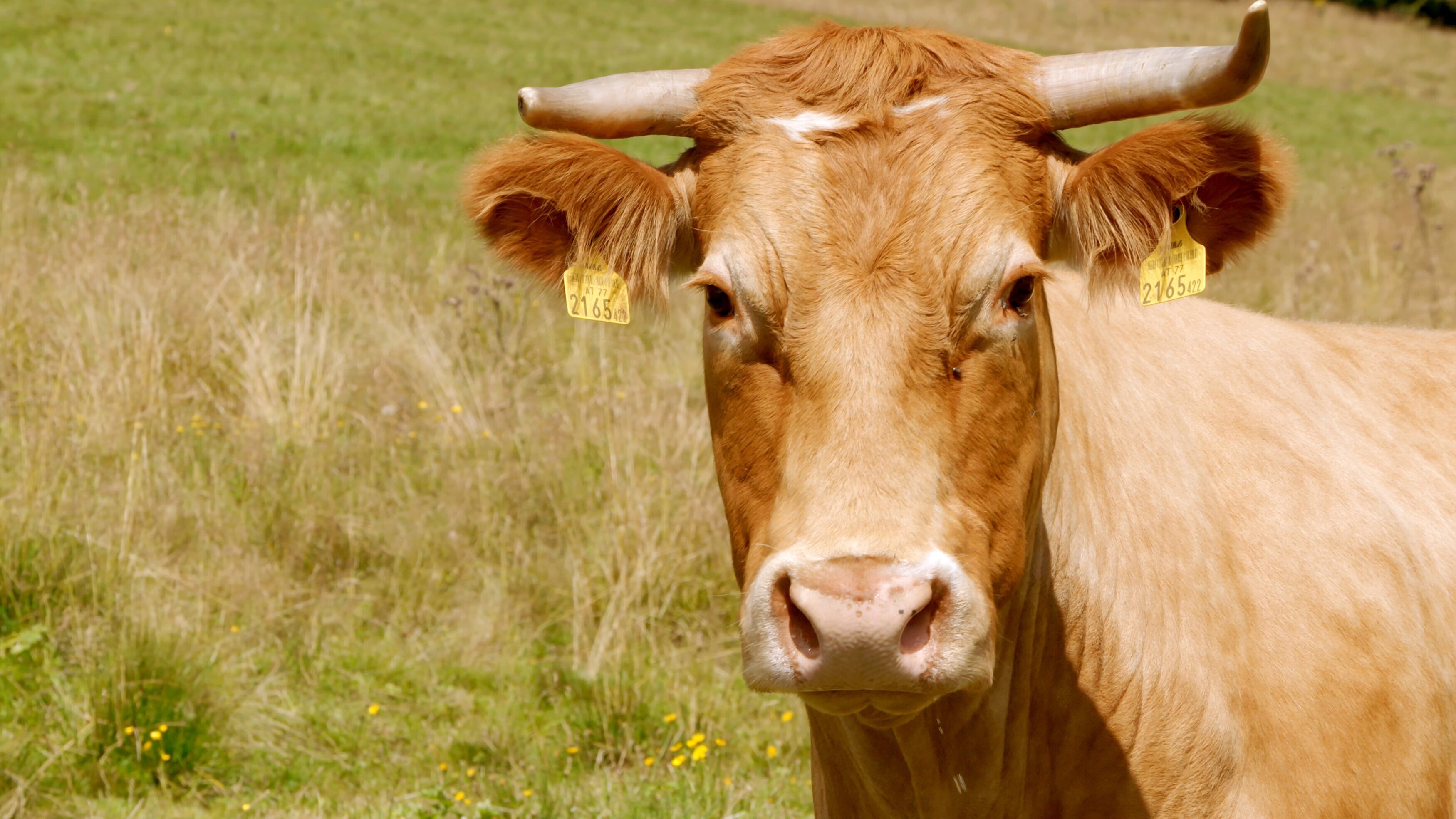 Almgeschichten aus der Steiermark