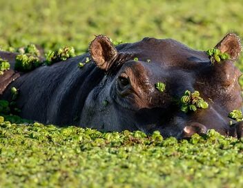 Les miracles du delta de l'Okavango