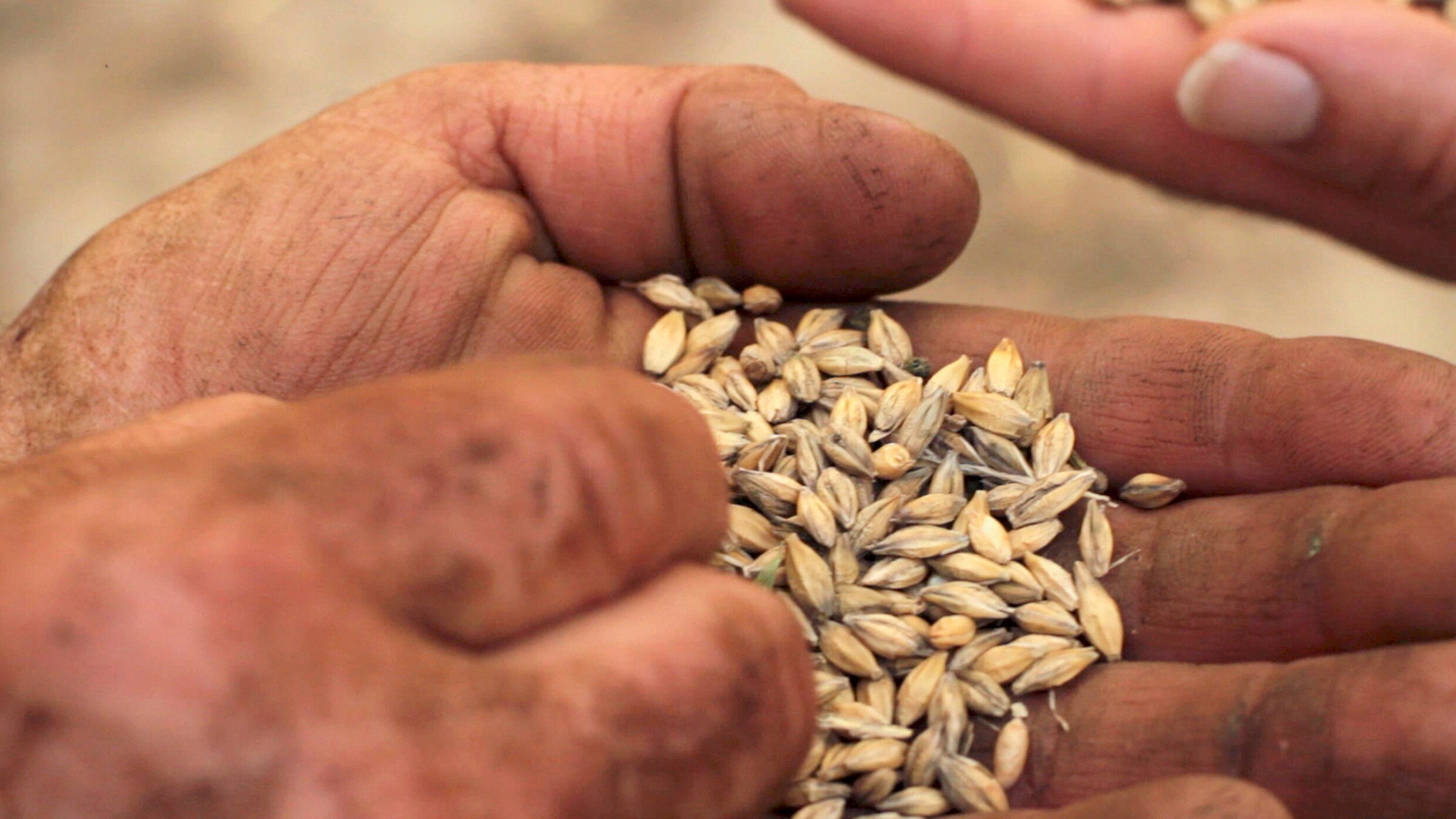 SauAcker. Zwischen zwei Generationen auf einem schwäbischen Bauernhof