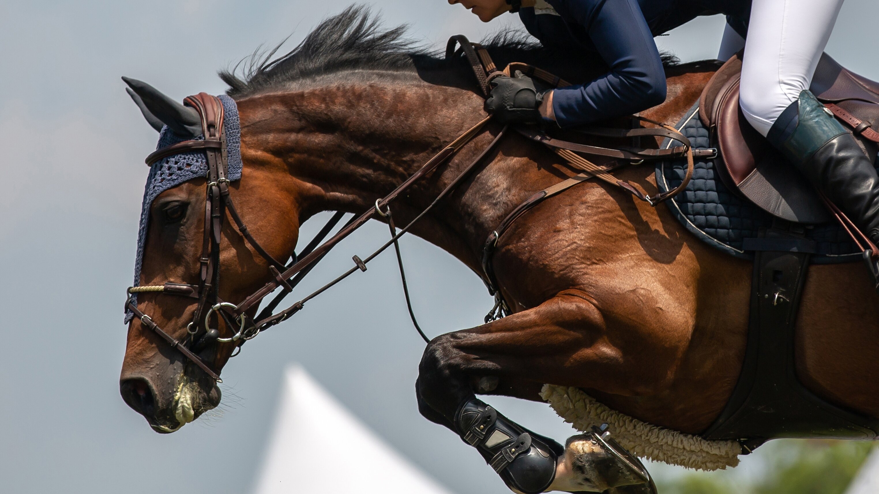 Springreiten: Weltcup