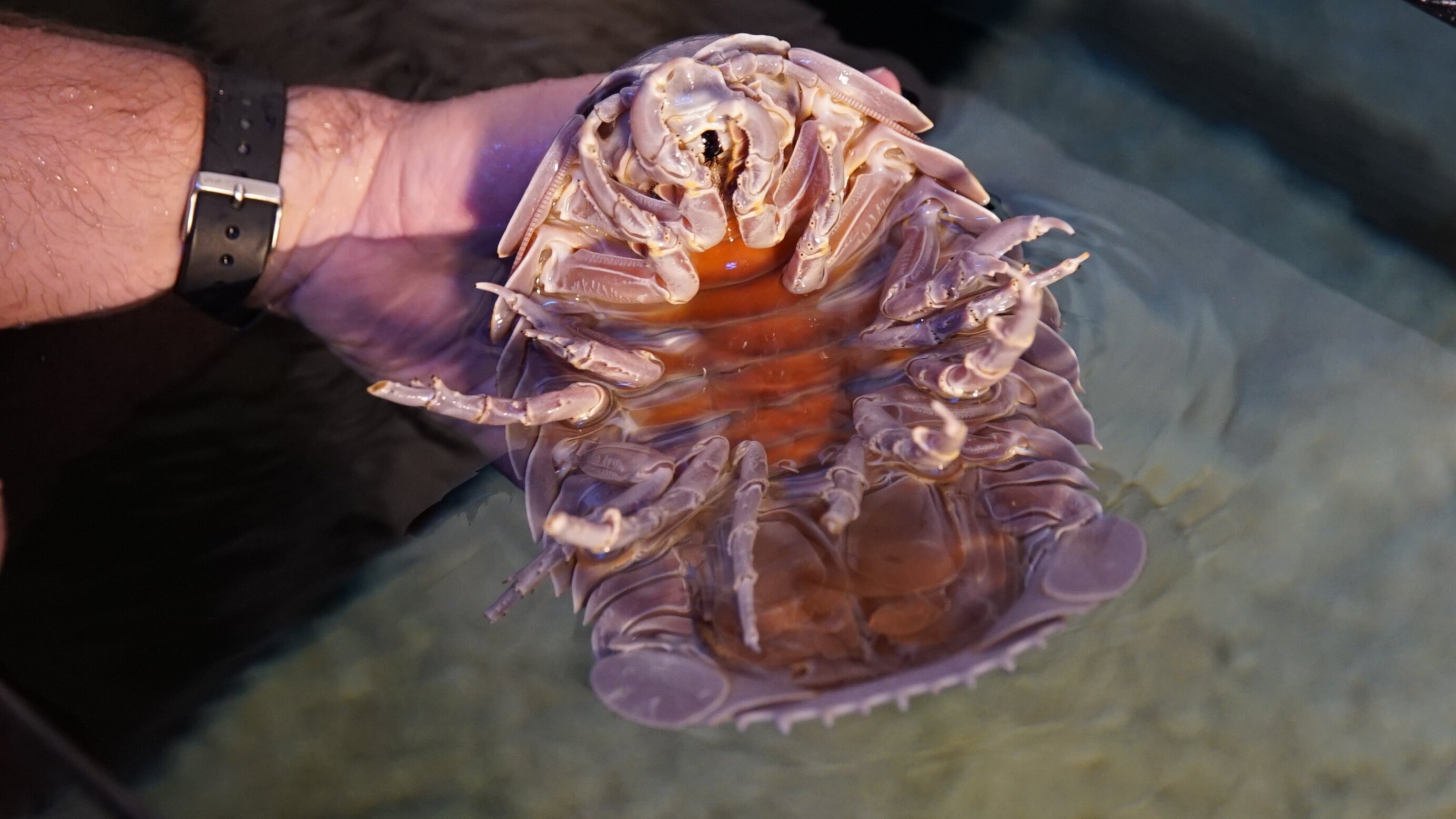 Unglaubliche Aufnahmen – Strange Evidence