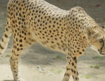 Au coeur du zoo le plus beau du monde
