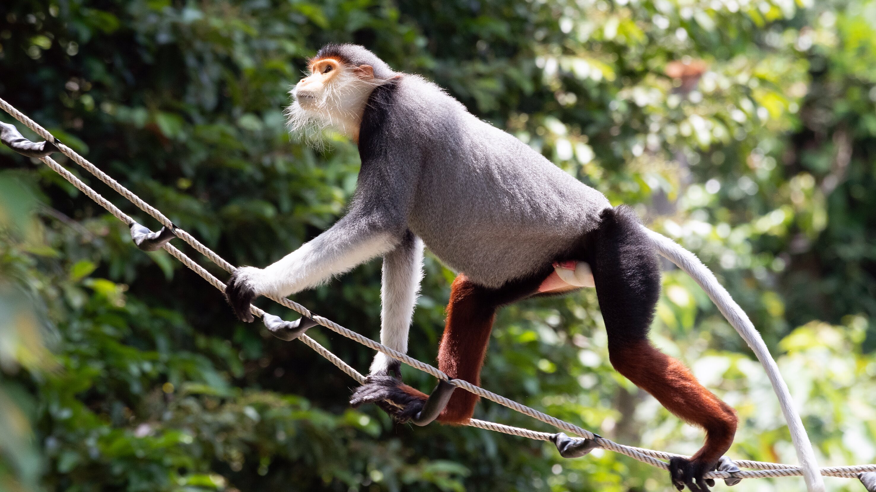 Vietnam, Brücken bauen für bedrohte Affen