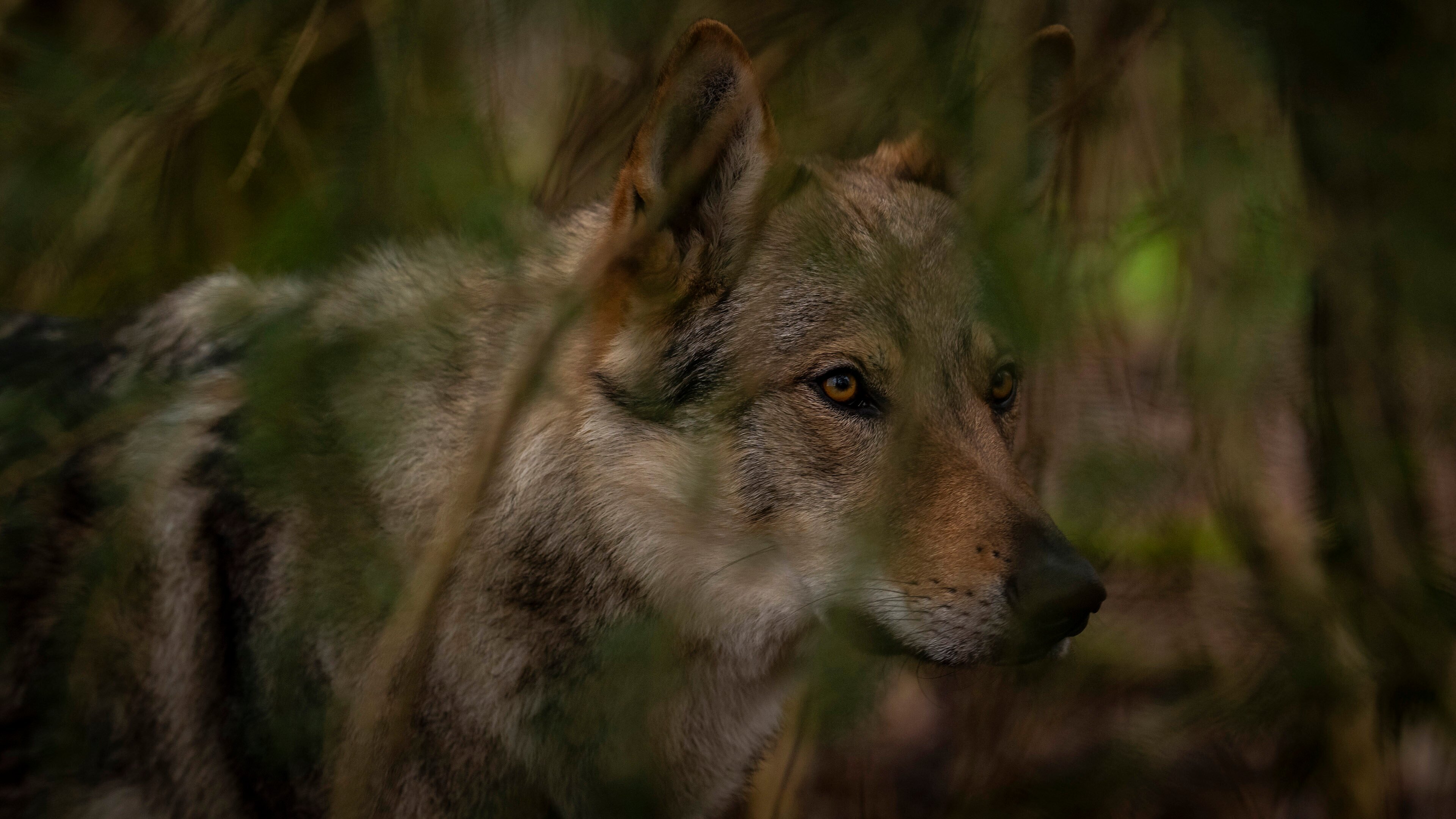 Der Wächter des Zauberwaldes