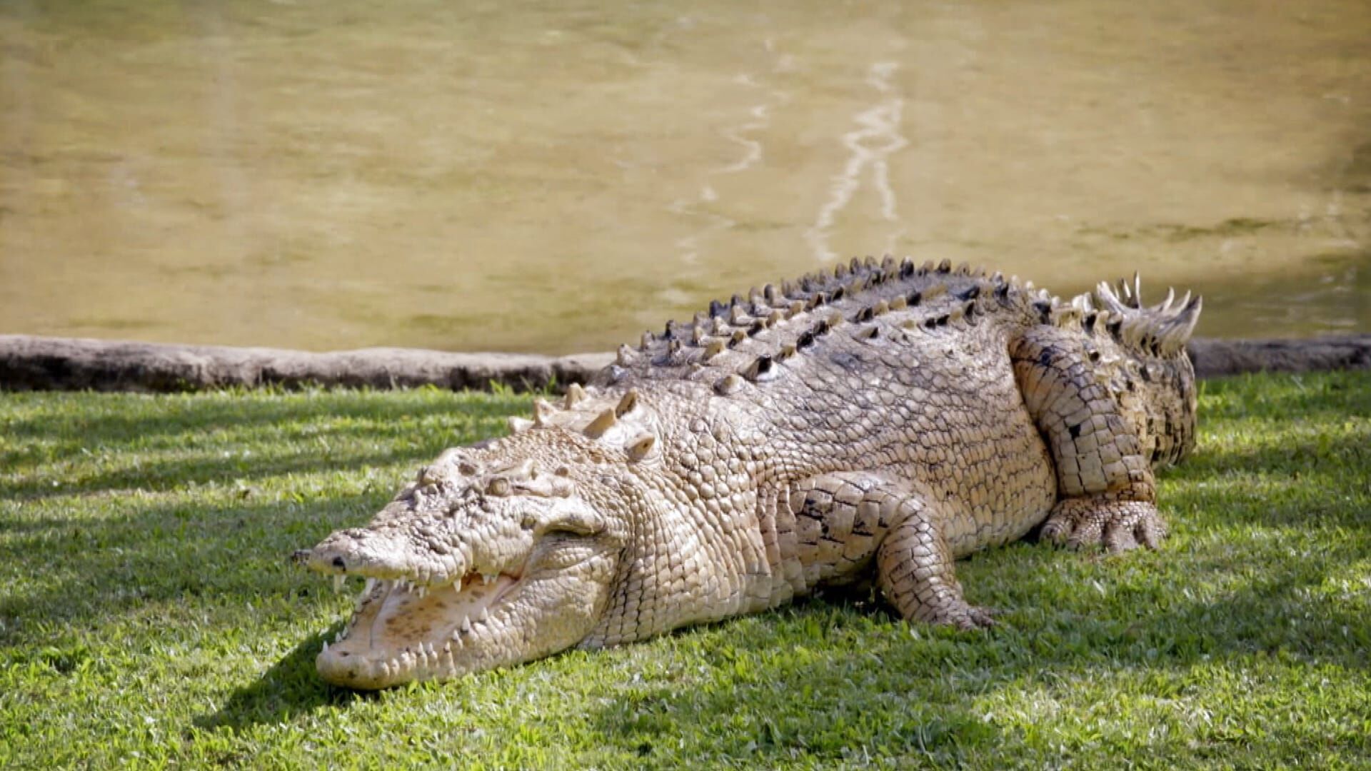 Die Irwins – Crocodile Hunter Family