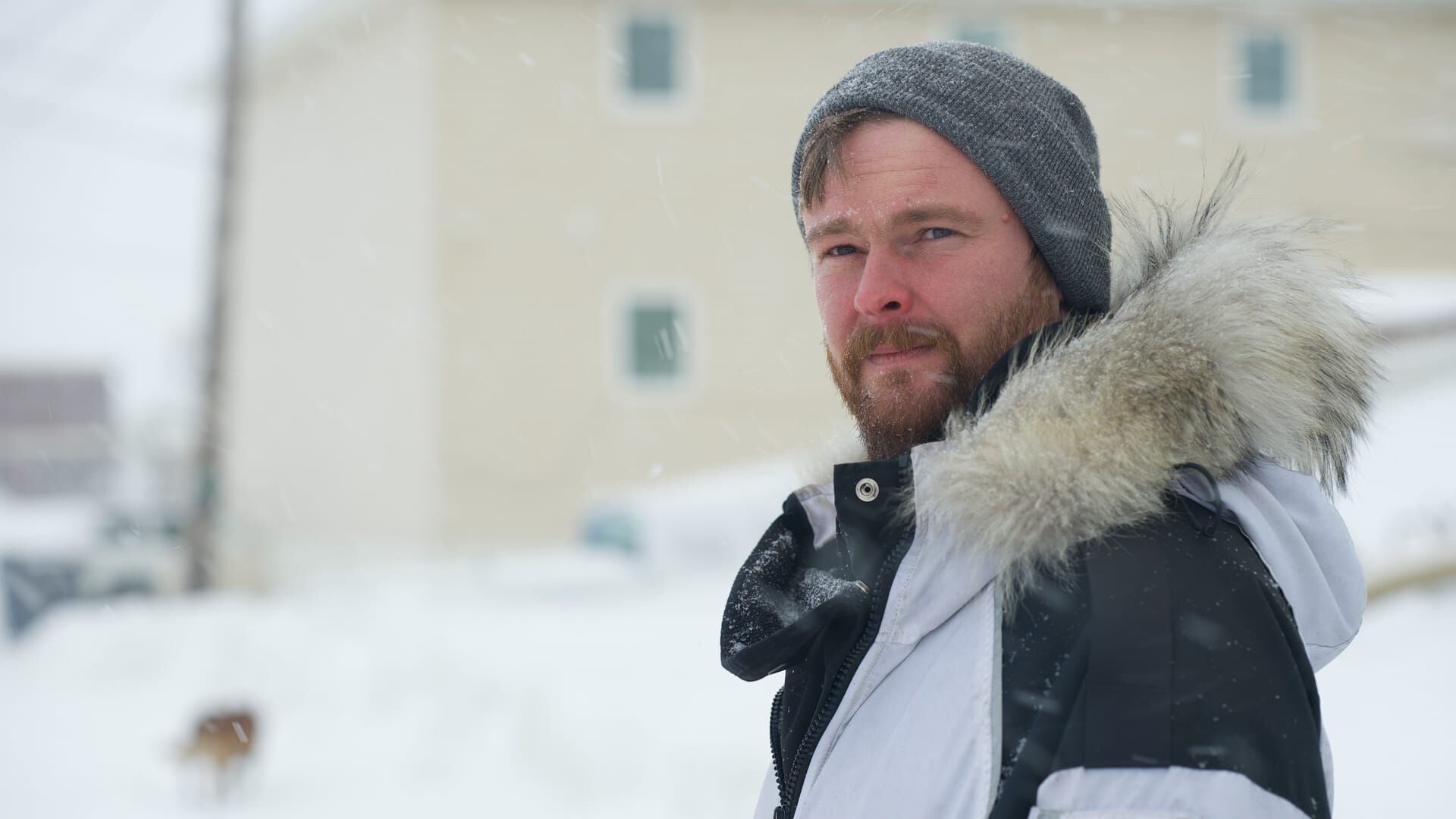 Goldtaucher der Beringsee