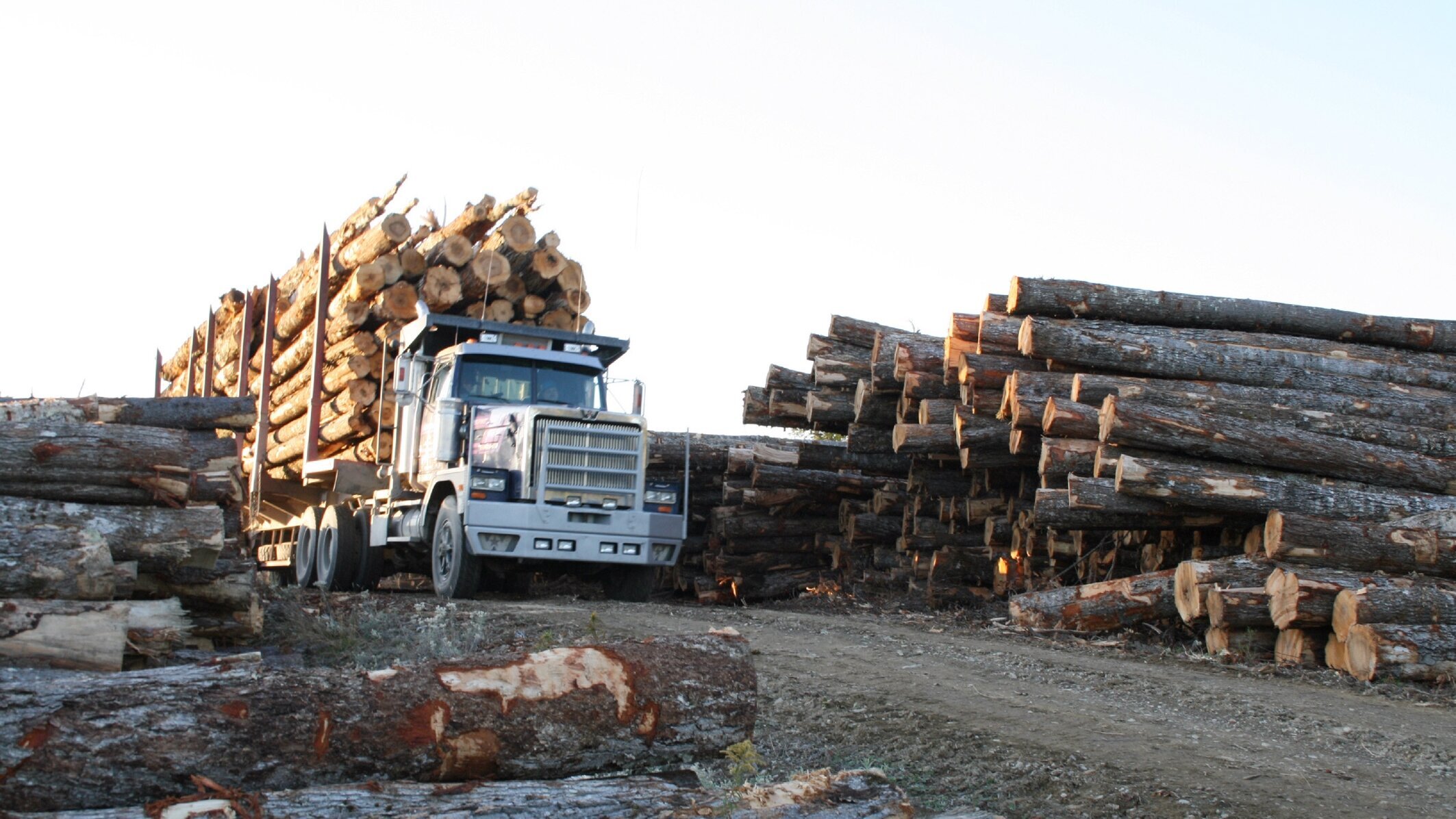 Holzfäller extrem