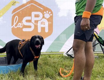 Animaux à adopter