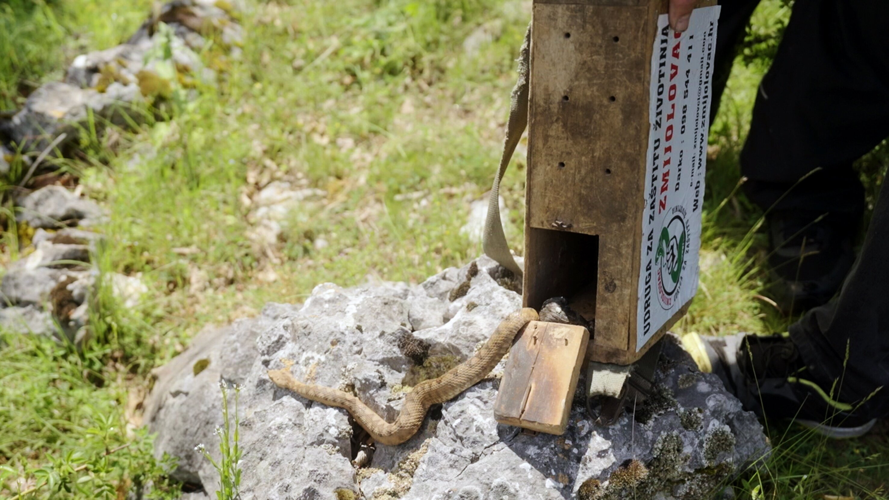 Re: Giftschlangenjagd an der Adria