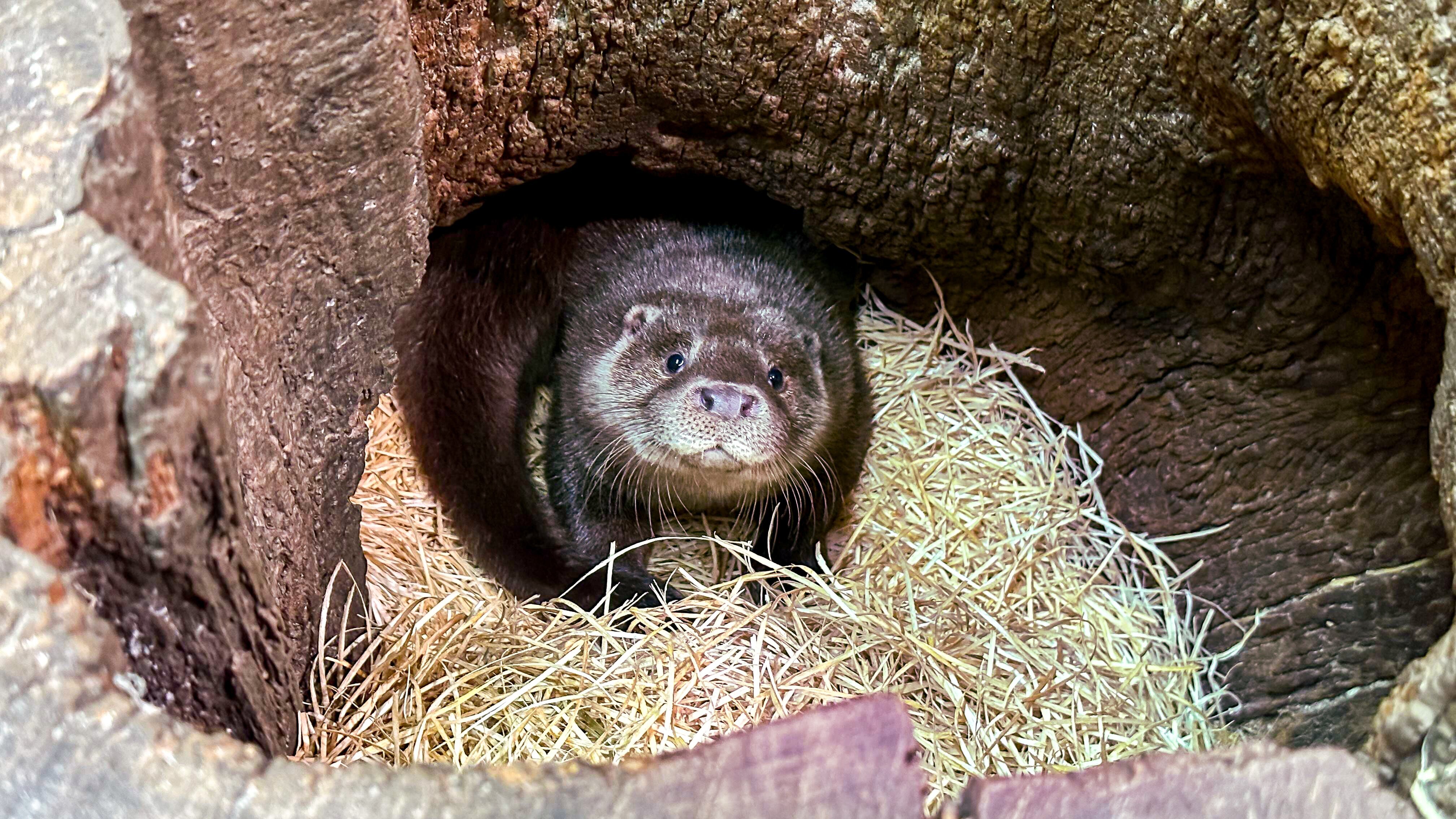Anna und die wilden Tiere