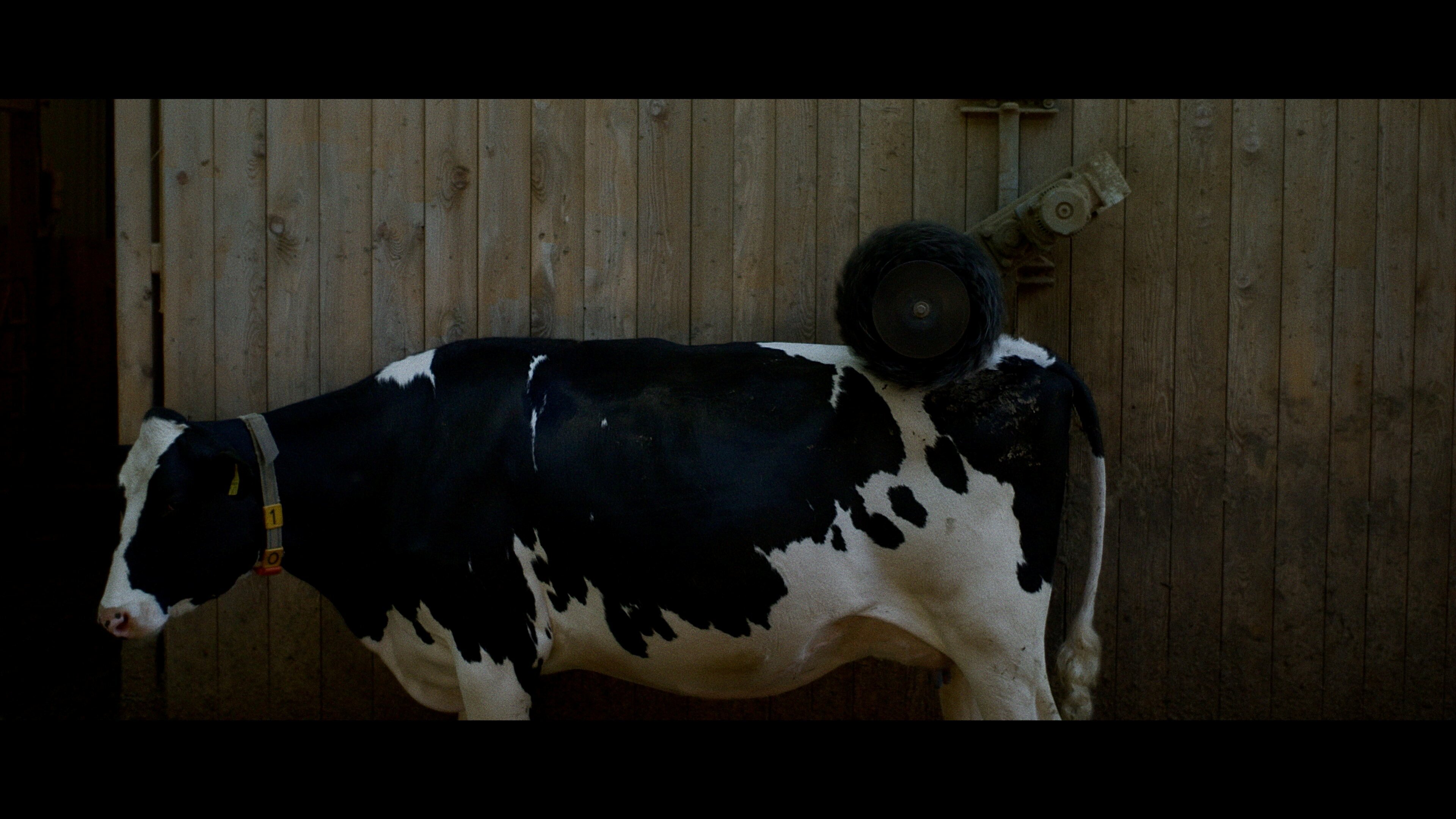 Le coeur à l'élevage