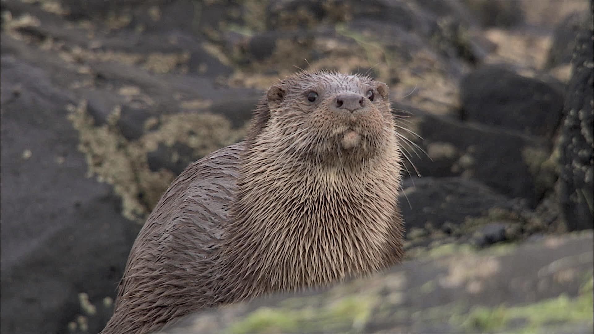 Gudrun die Wikingerprinzessin – Der Otter