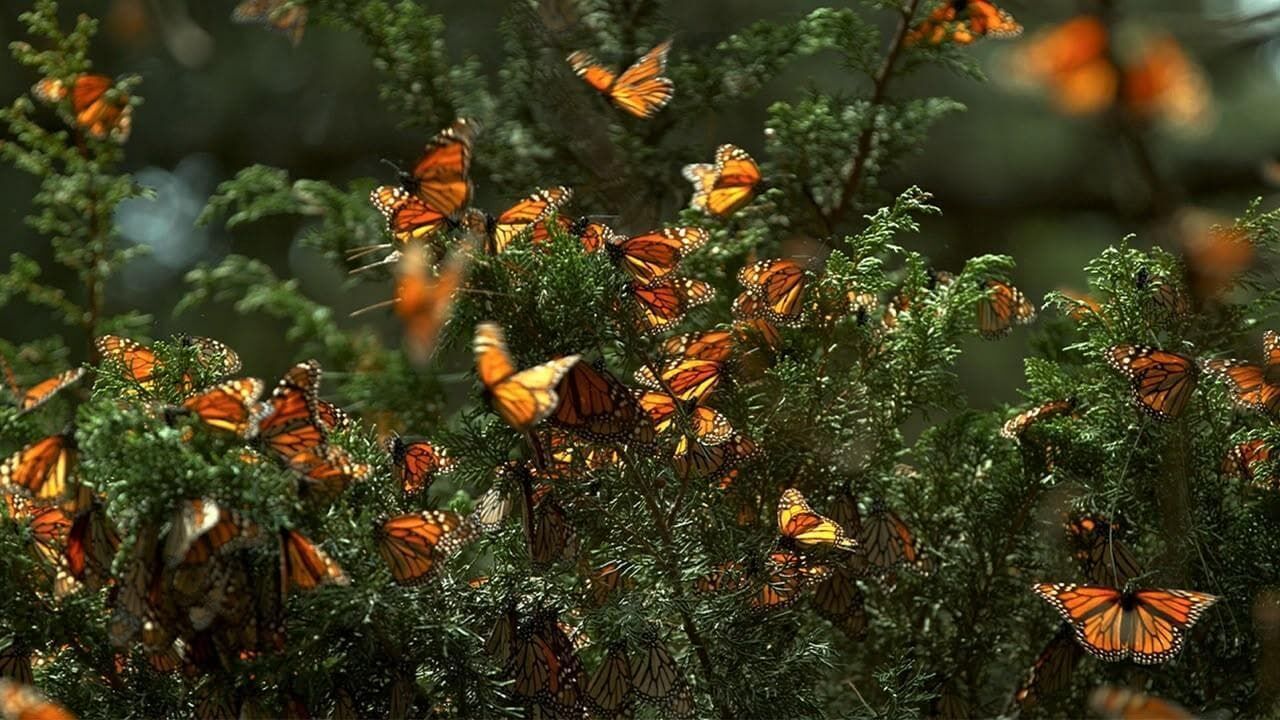 Insekten – Die heimlichen Herrscher