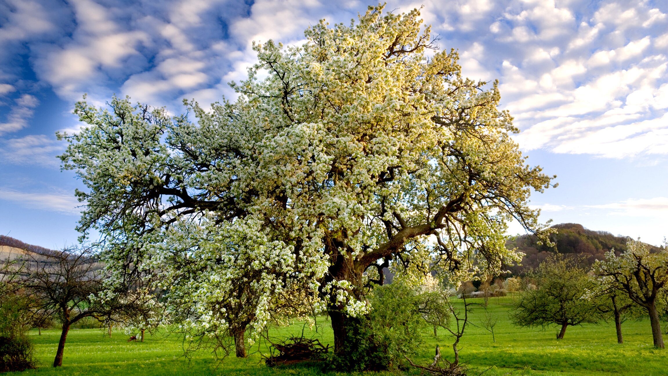Karussell des Lebens – Die Streuobstwiese