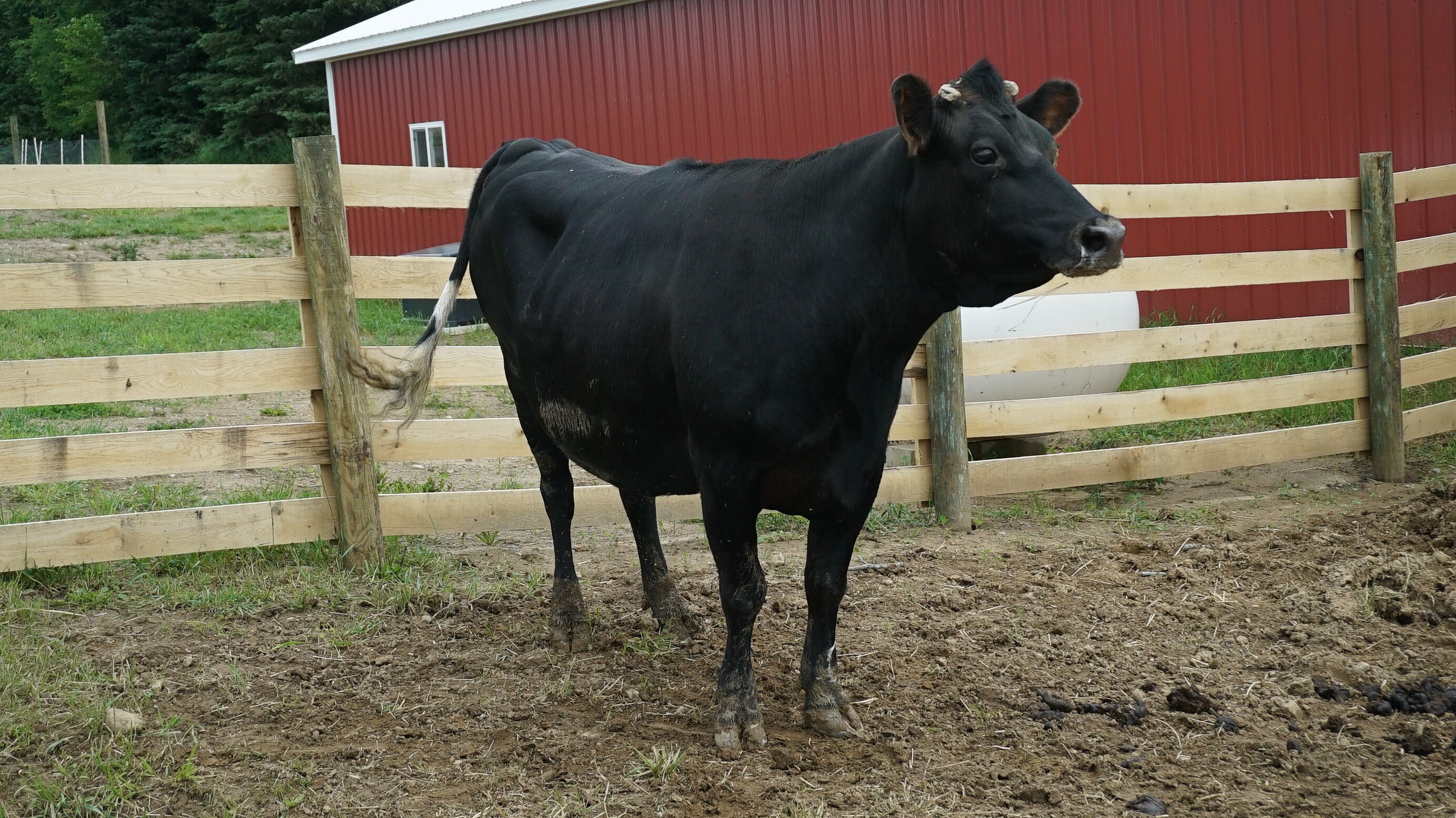 Animal Farm Michigan – Zuflucht für Tiere