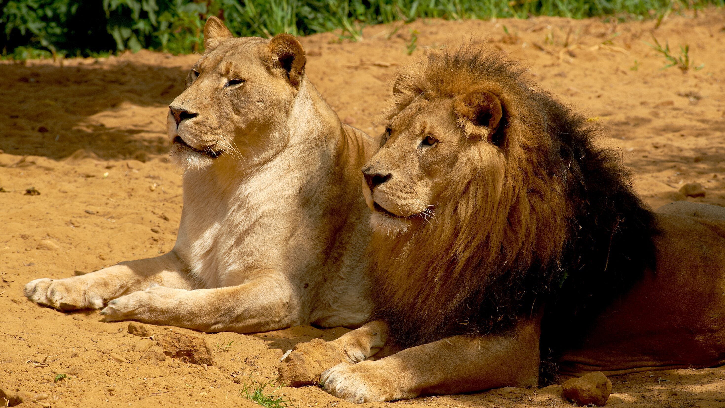 Wilder Wilder Westen