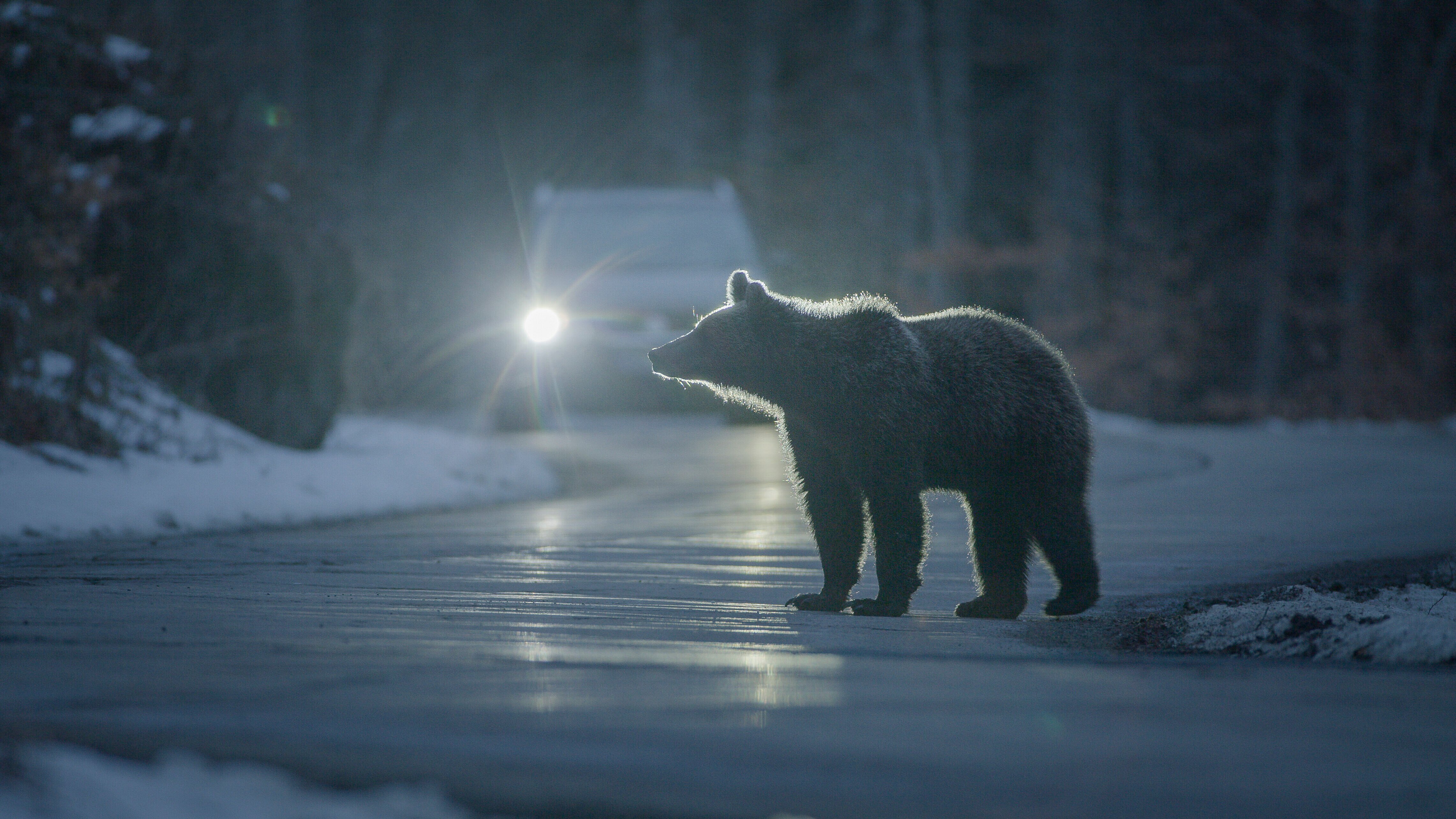 Bärenalarm in Transsilvanien