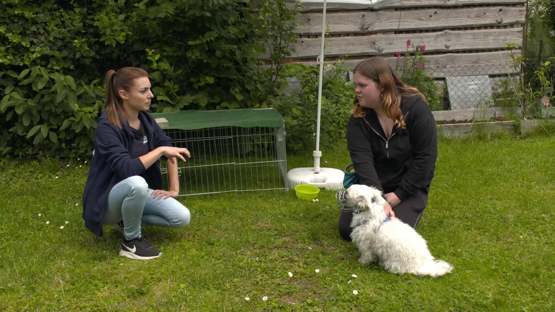 Der Hundeprofi – Rütters Team