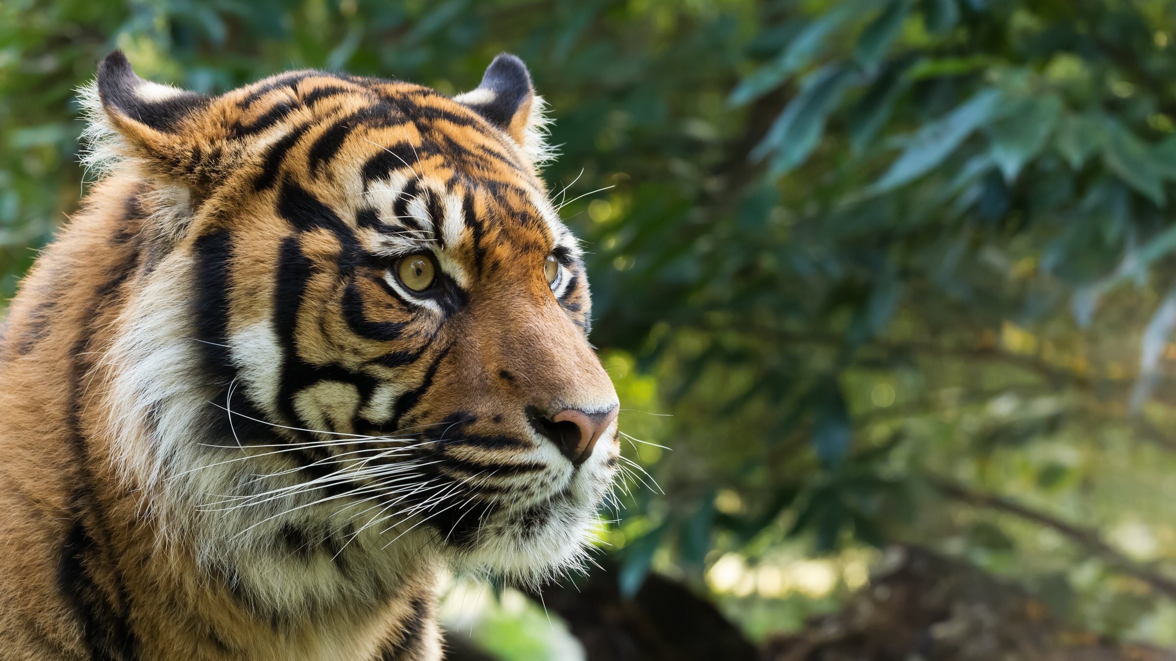 Traumziele Südostasiens: Von Sumatra nach Malaysia