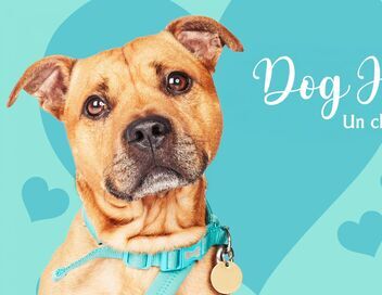 Dog House : un chien pour la vie