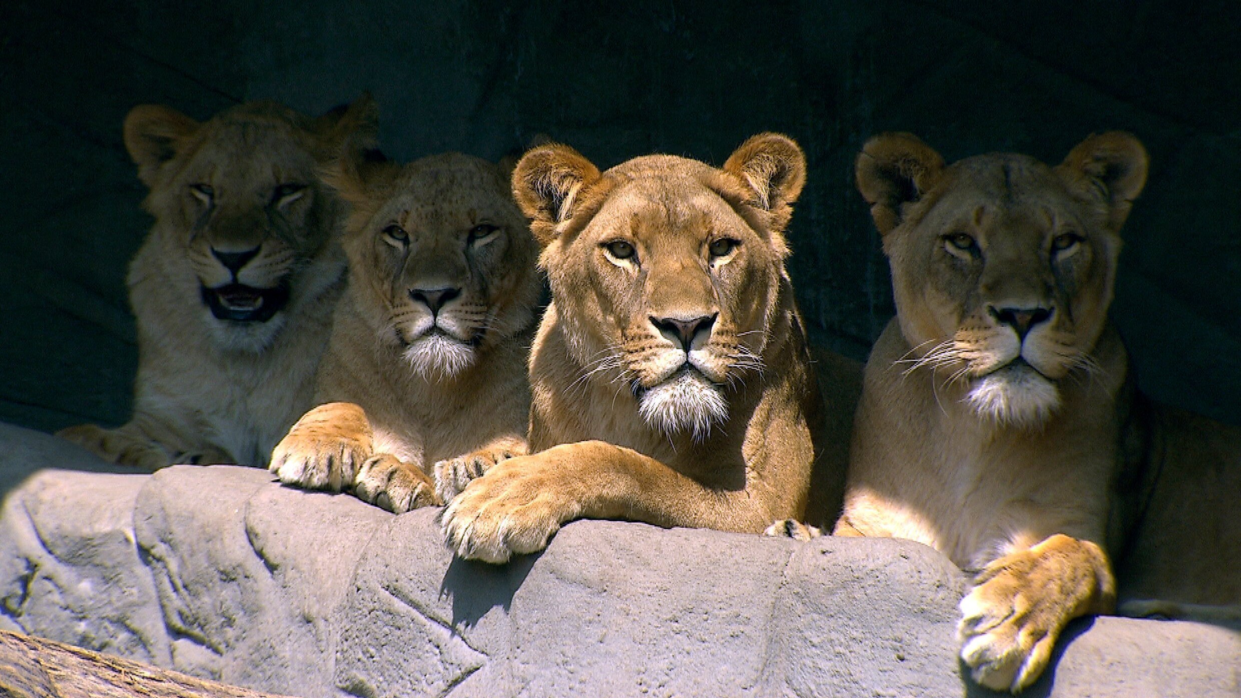 Leopard, Seebär & Co.
