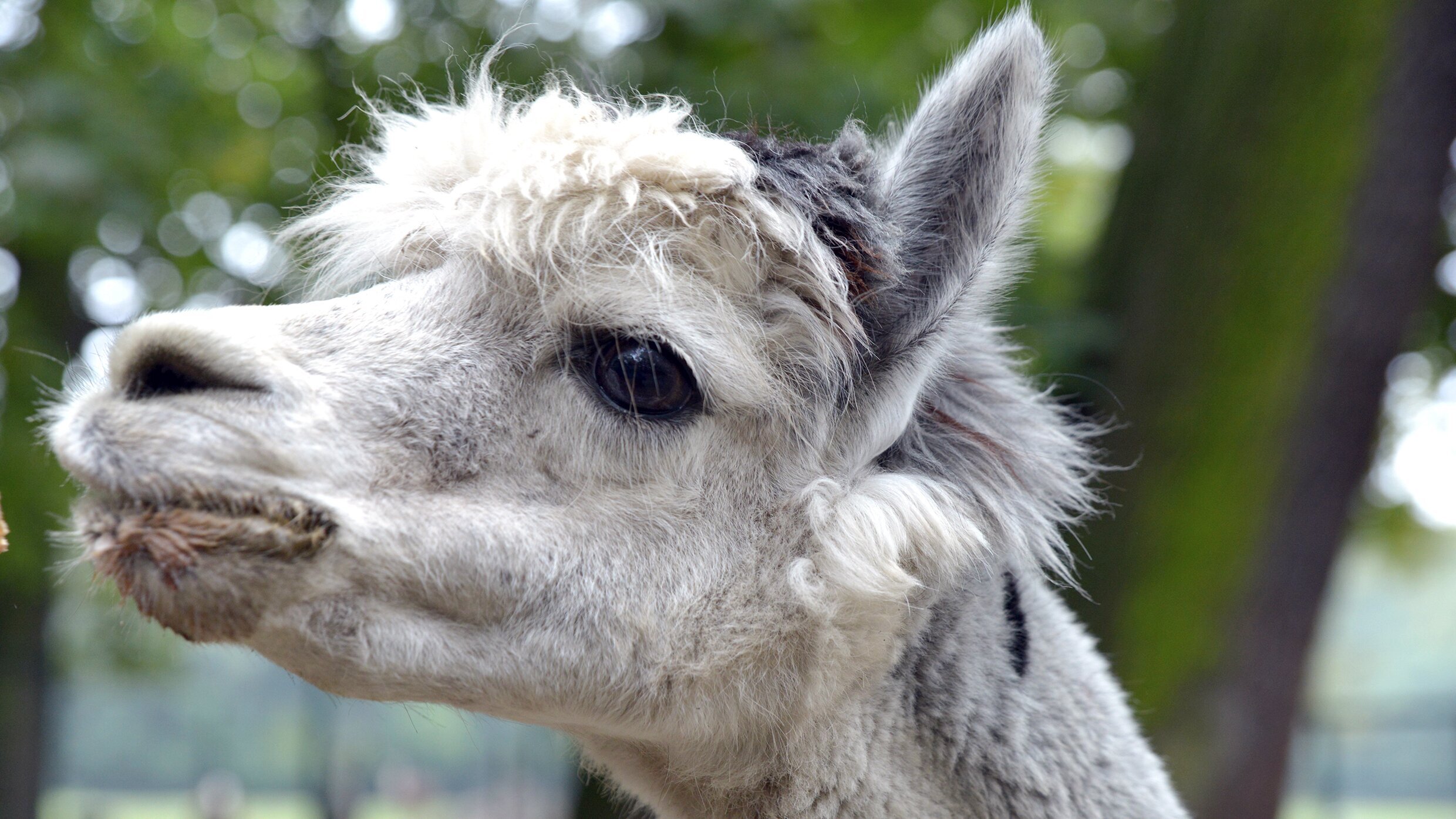 Panda, Gorilla & Co.