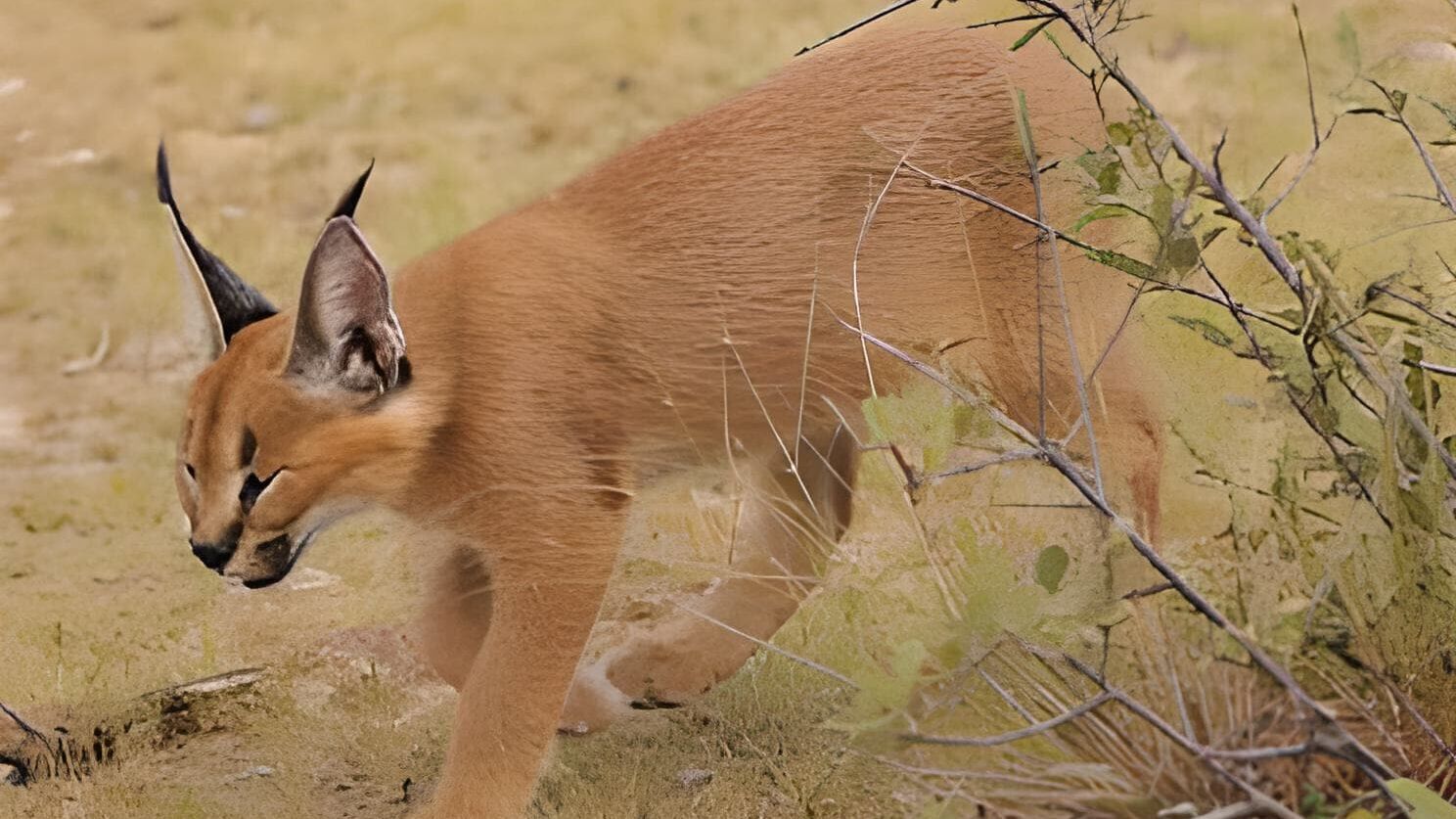 Das Waisenhaus für wilde Tiere – Abenteuer Afrika