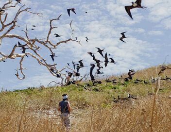 Les animaux, sauveurs des forêts tropicales
