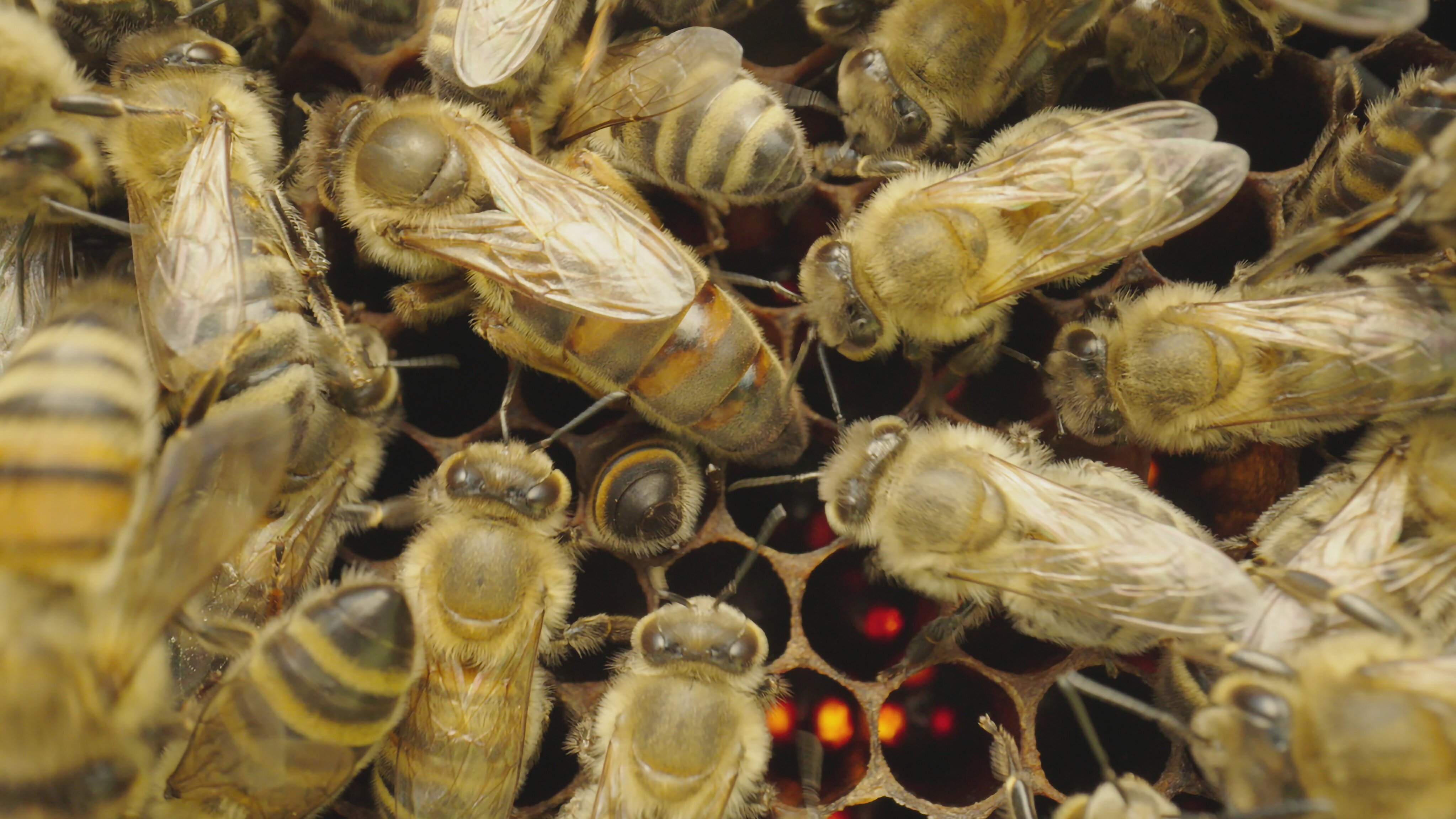 Smarte Insekten