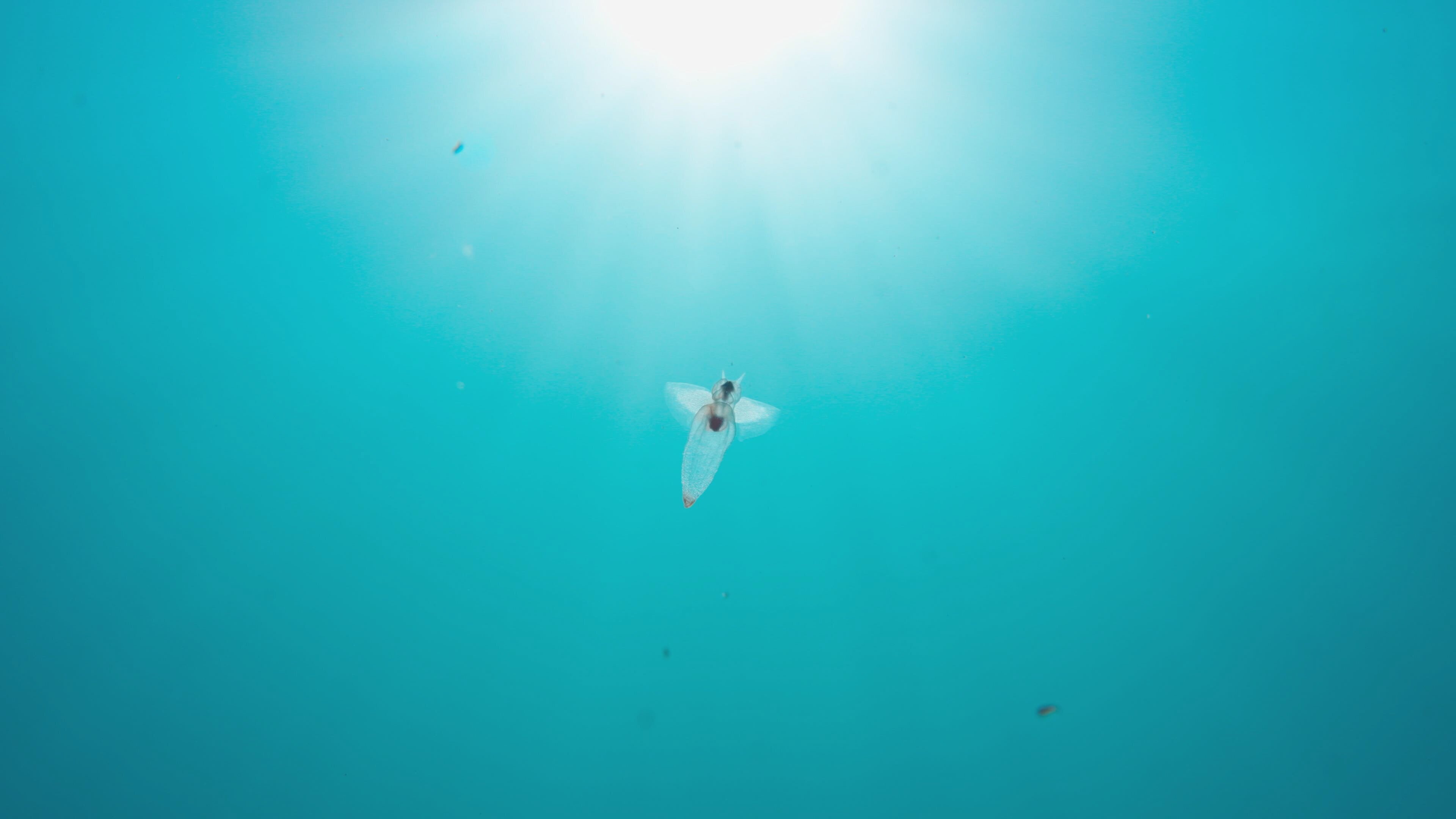 Japans wilder Norden